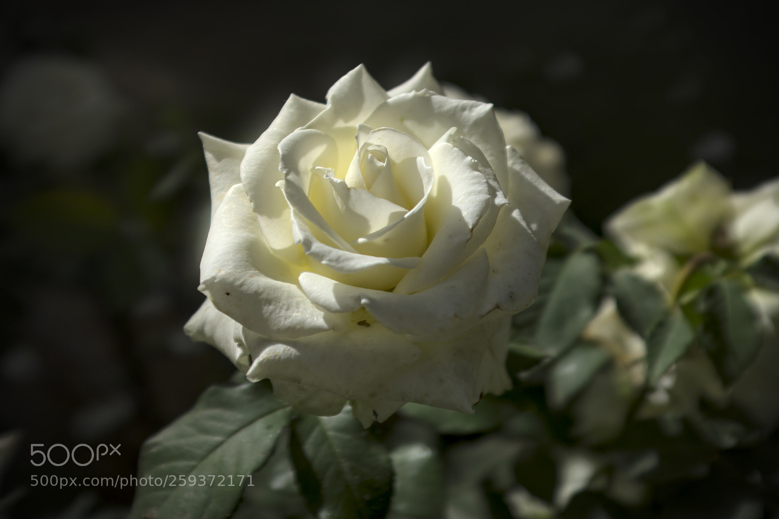 Fujifilm X100F sample photo. Rose photography