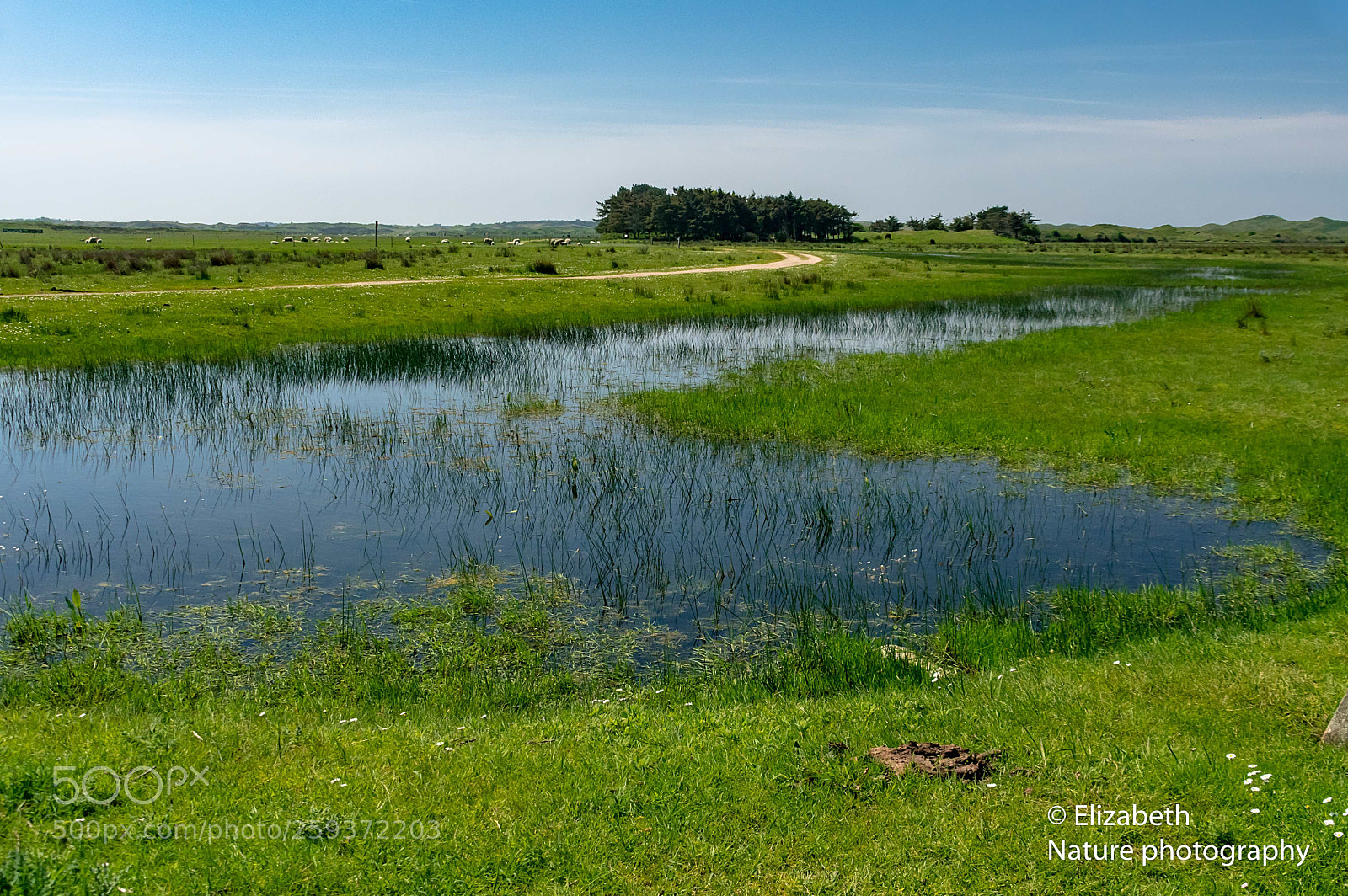 Nikon D500 sample photo. Inner dunes of texel photography