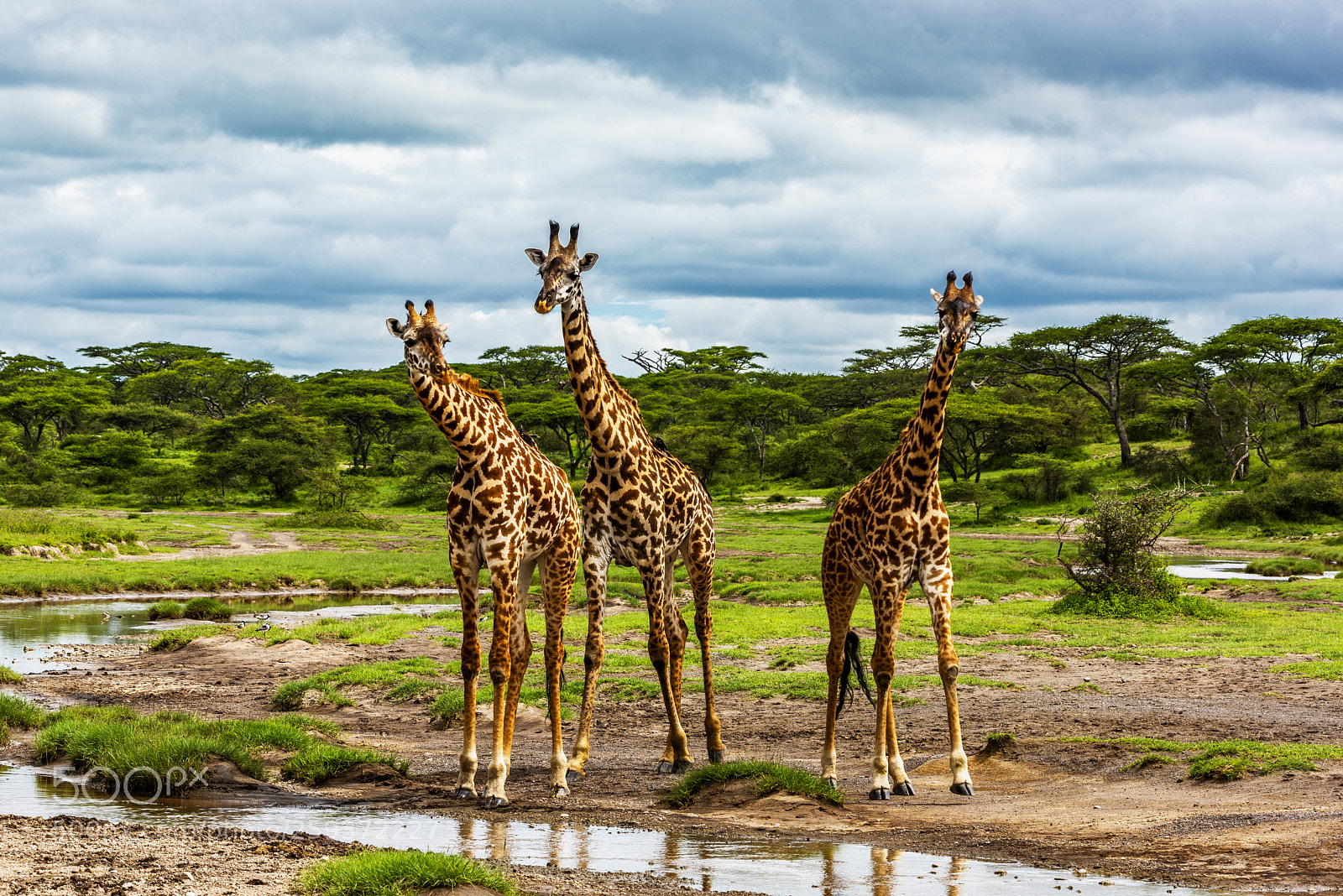 Nikon D810 sample photo. Giraffe photography