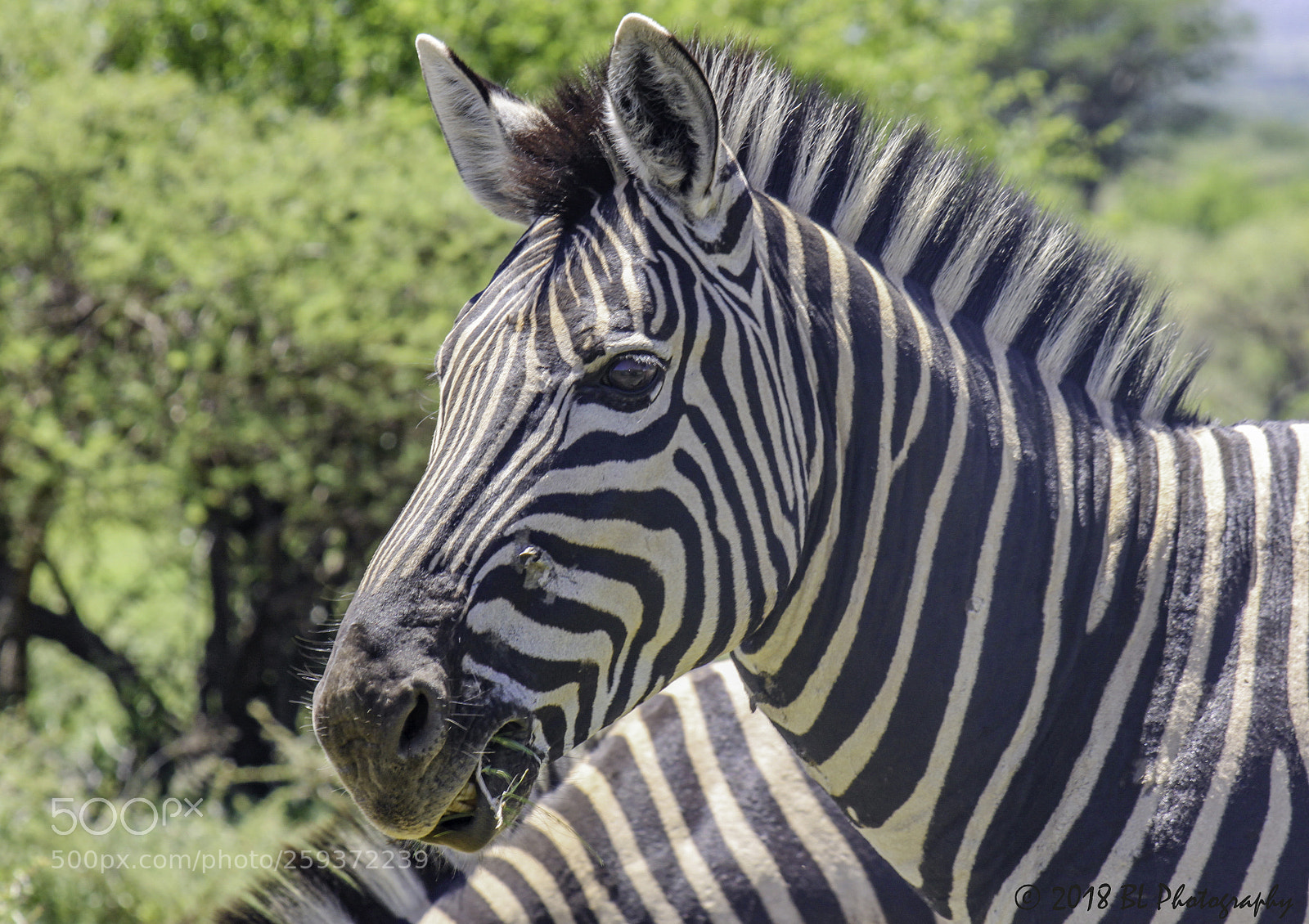 Canon EOS 500D (EOS Rebel T1i / EOS Kiss X3) sample photo. Zebra closeup photography