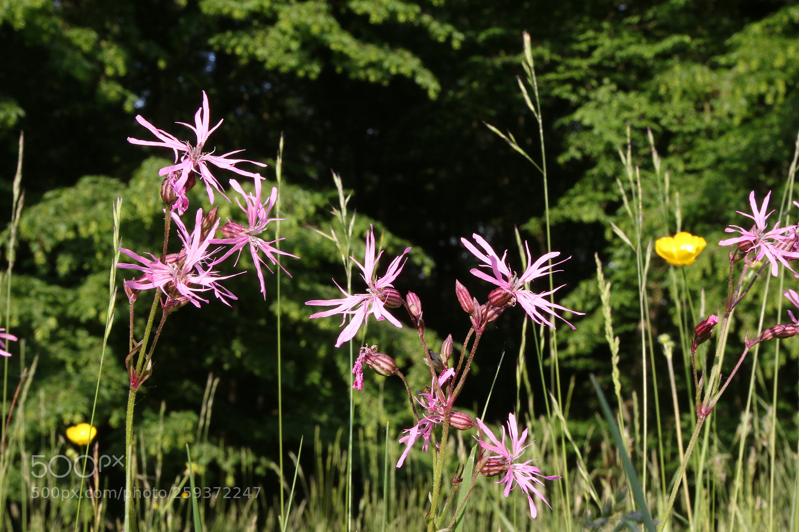 Canon EOS 70D sample photo. Fleur s lectionneur des photography