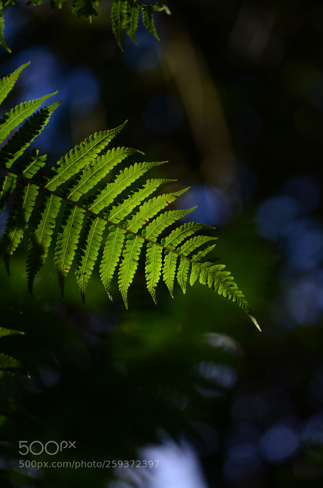Nikon D7000 sample photo. Fhu photography