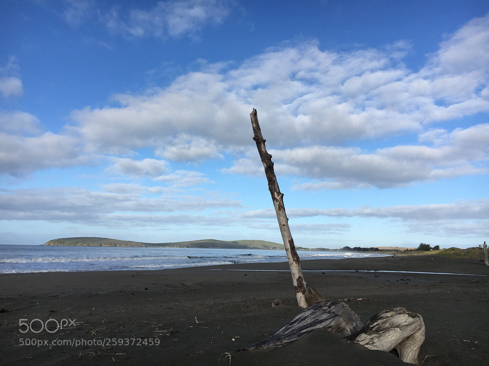 Apple iPhone 6s sample photo. Dead tree on beach photography