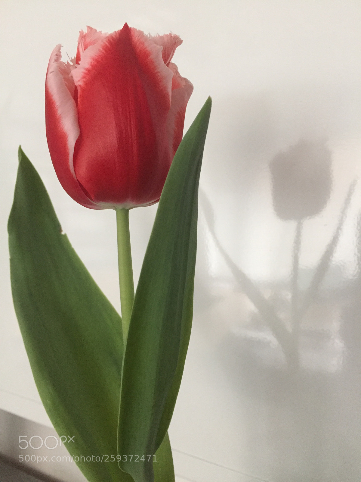 Apple iPhone 6 sample photo. Untitled photography