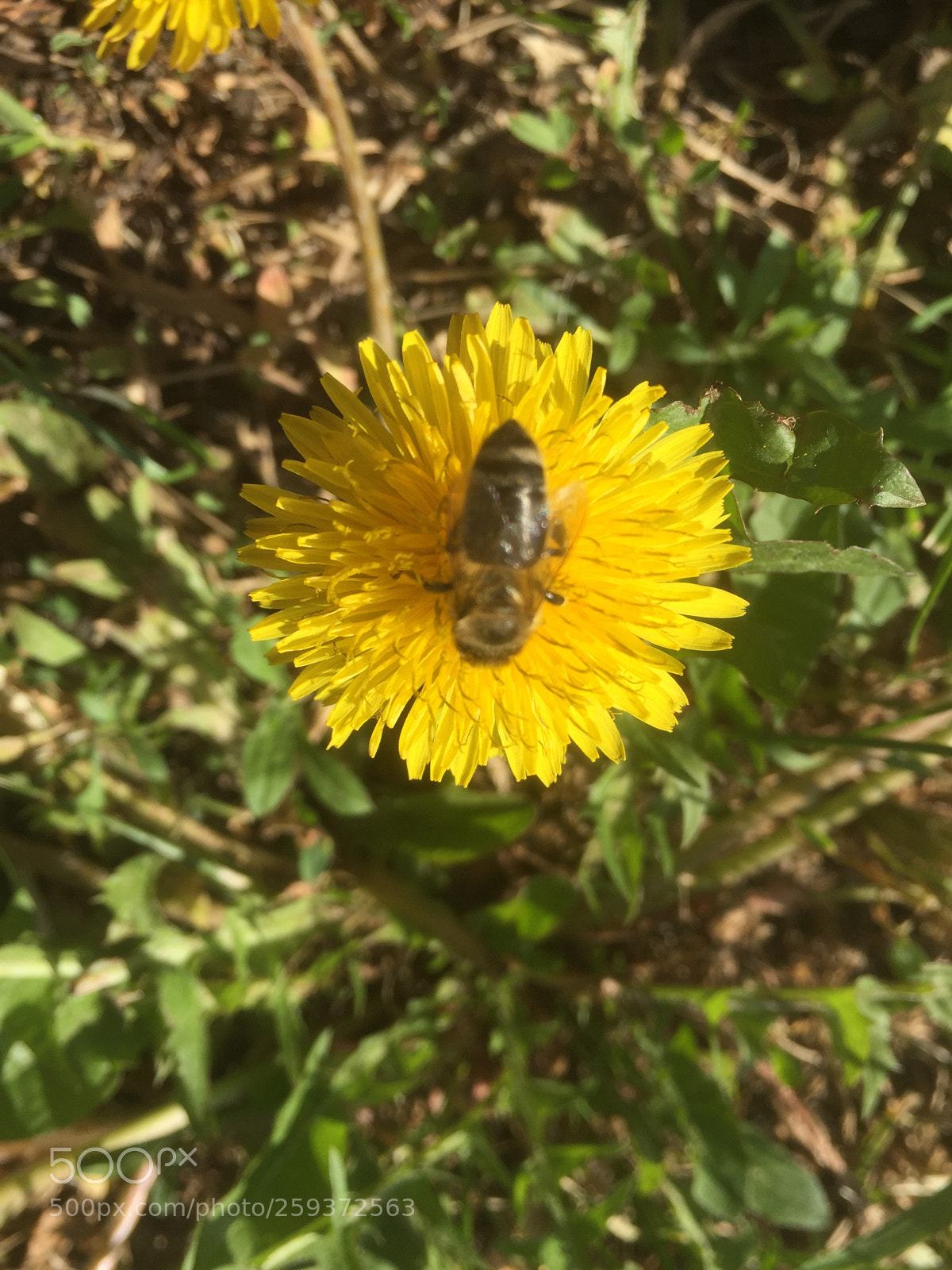Apple iPhone 6 sample photo. Untitled photography