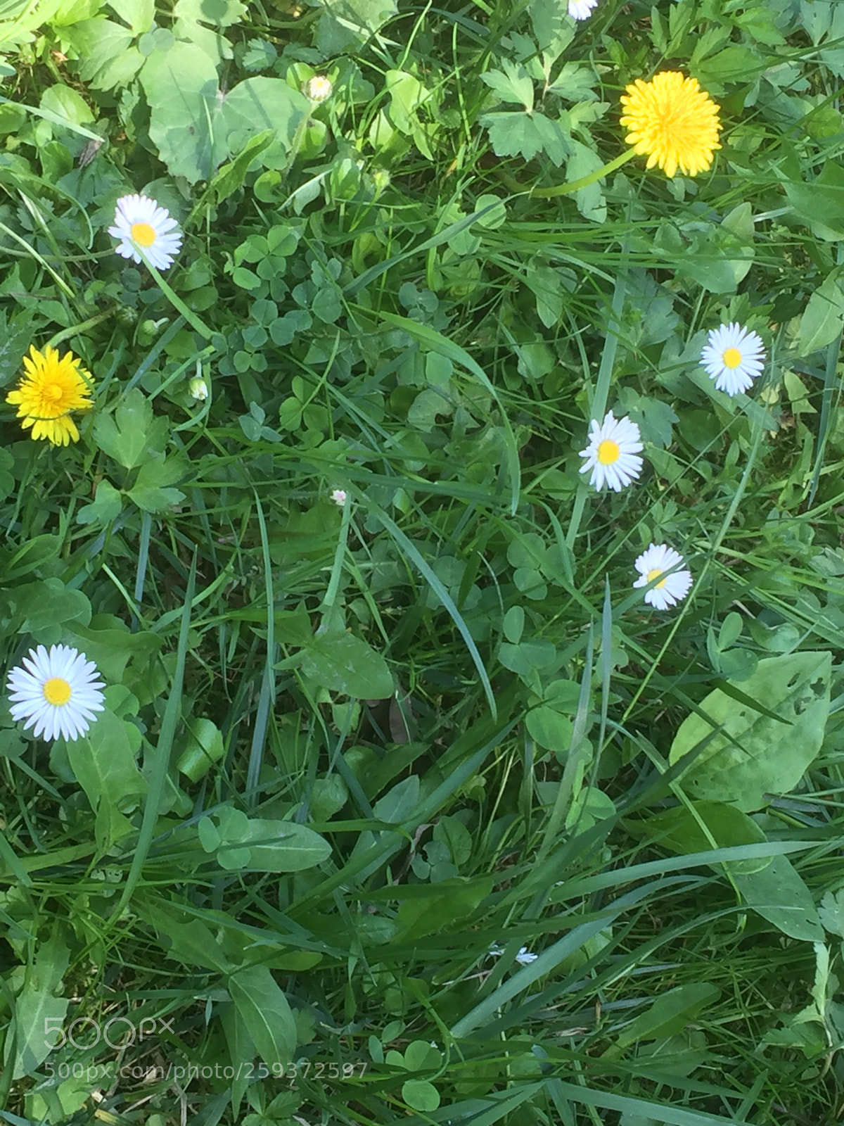 Apple iPhone 6 sample photo. Untitled photography