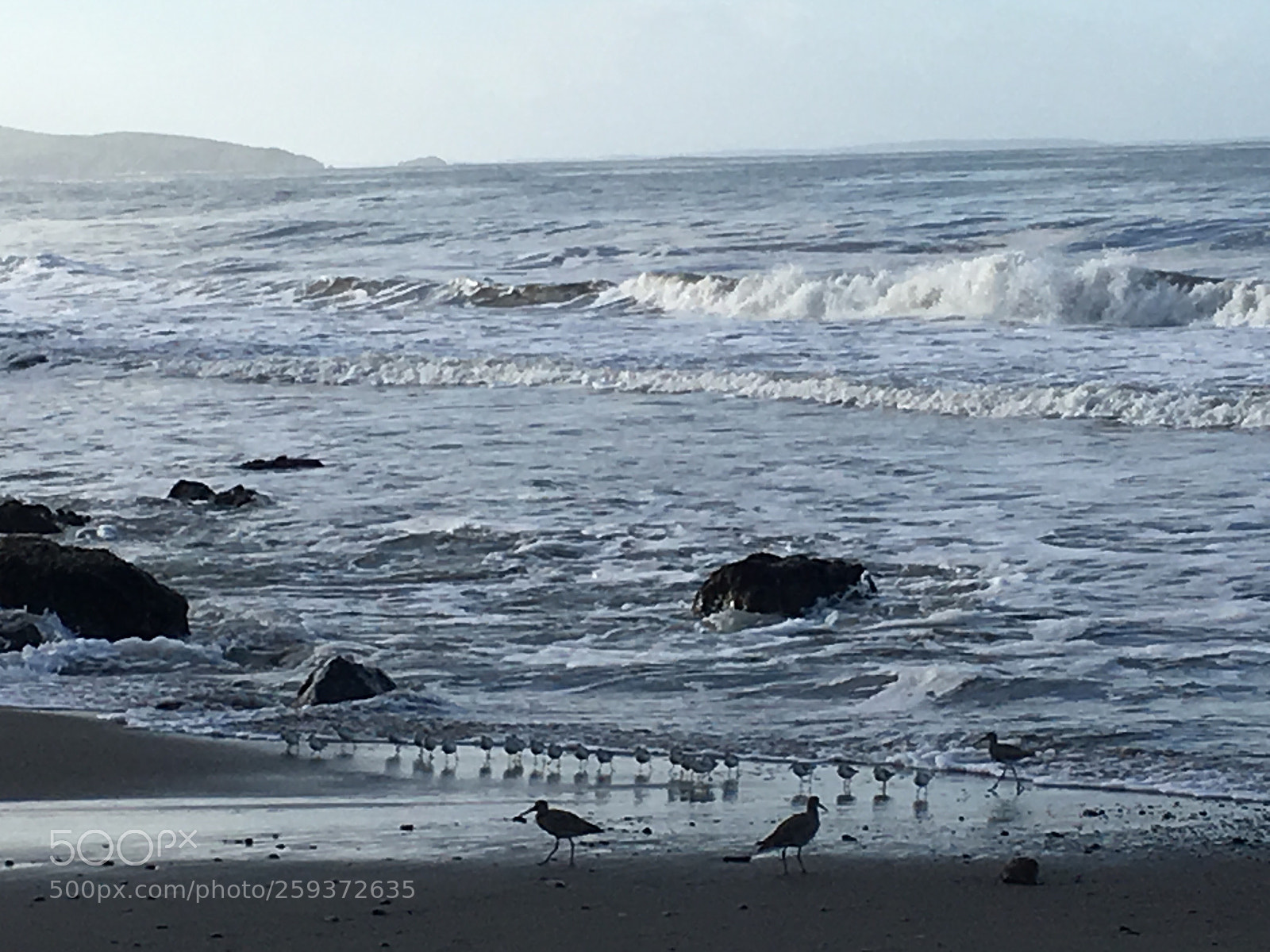 Apple iPhone 6s sample photo. Morning birds on beach photography