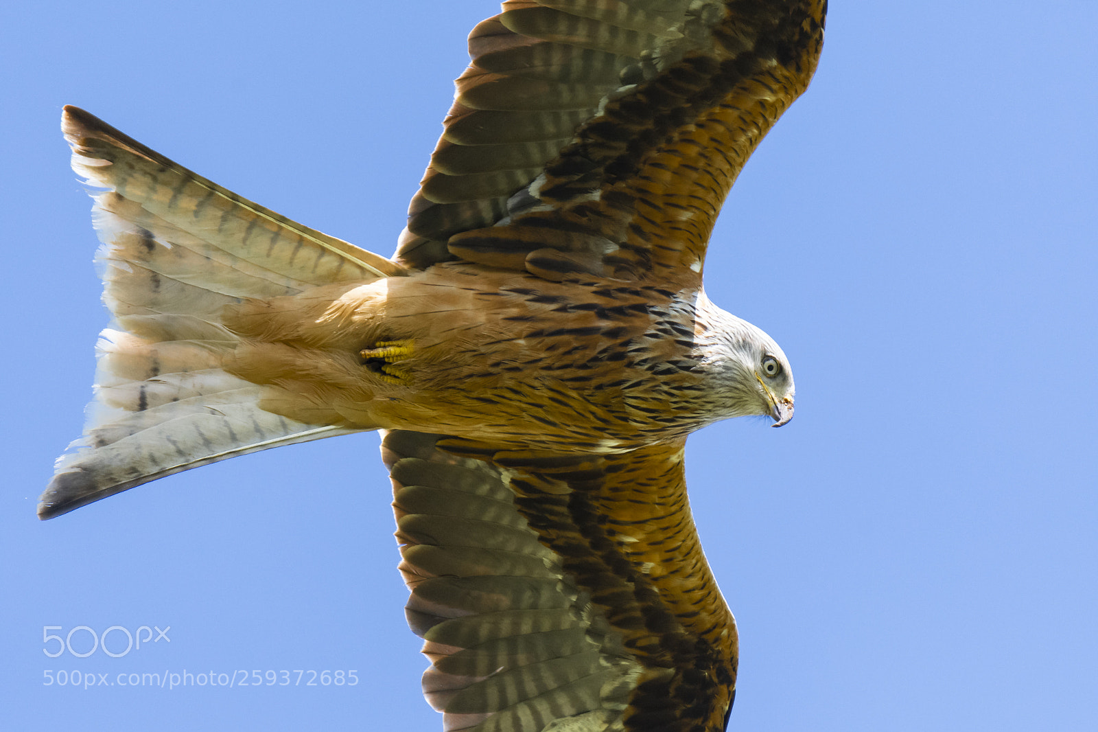 Nikon D500 sample photo. Red kite soaring blue photography