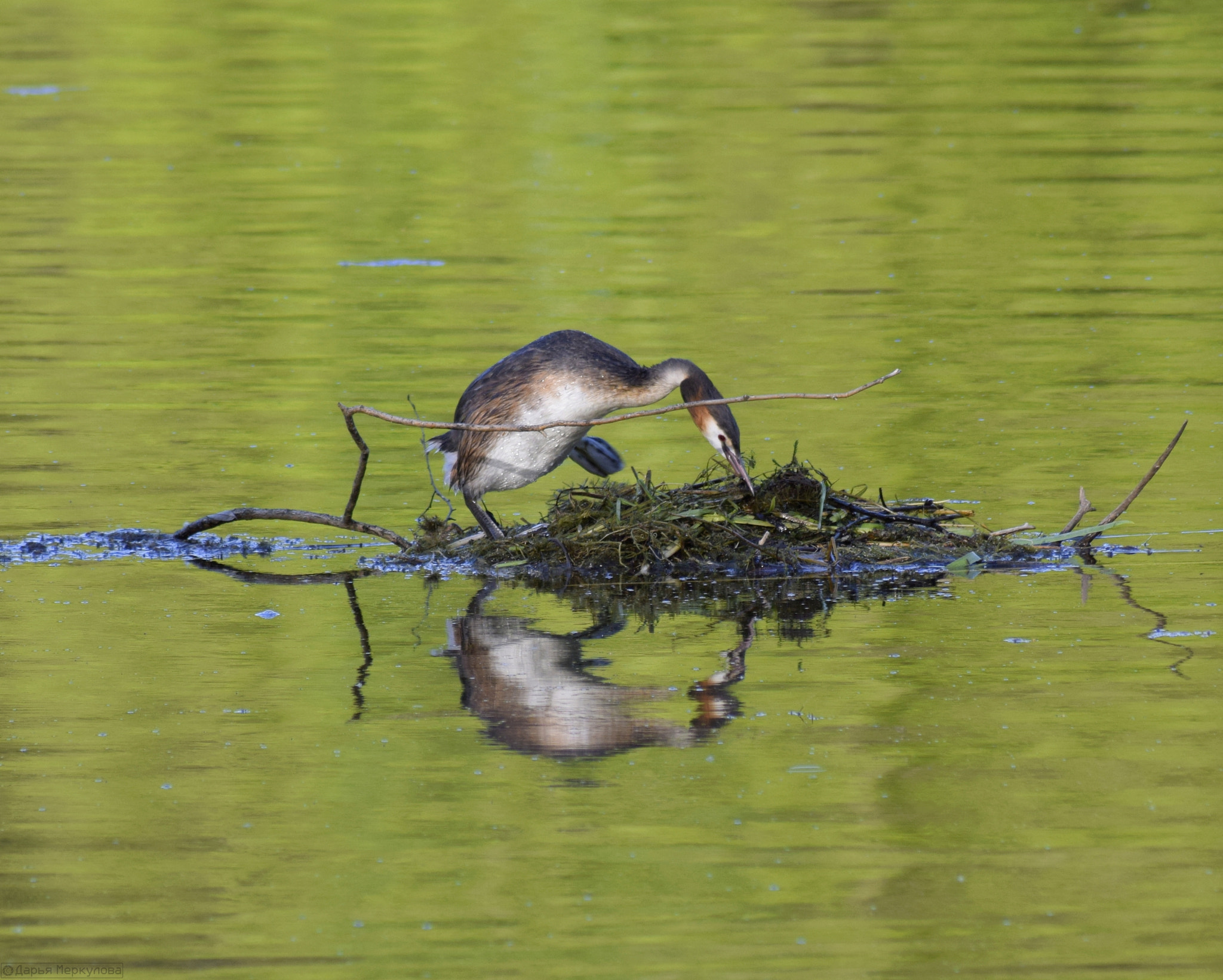 Nikon D3300 + Sigma 70-300mm F4-5.6 APO DG Macro sample photo. Podiceps cristatus или Чомга photography