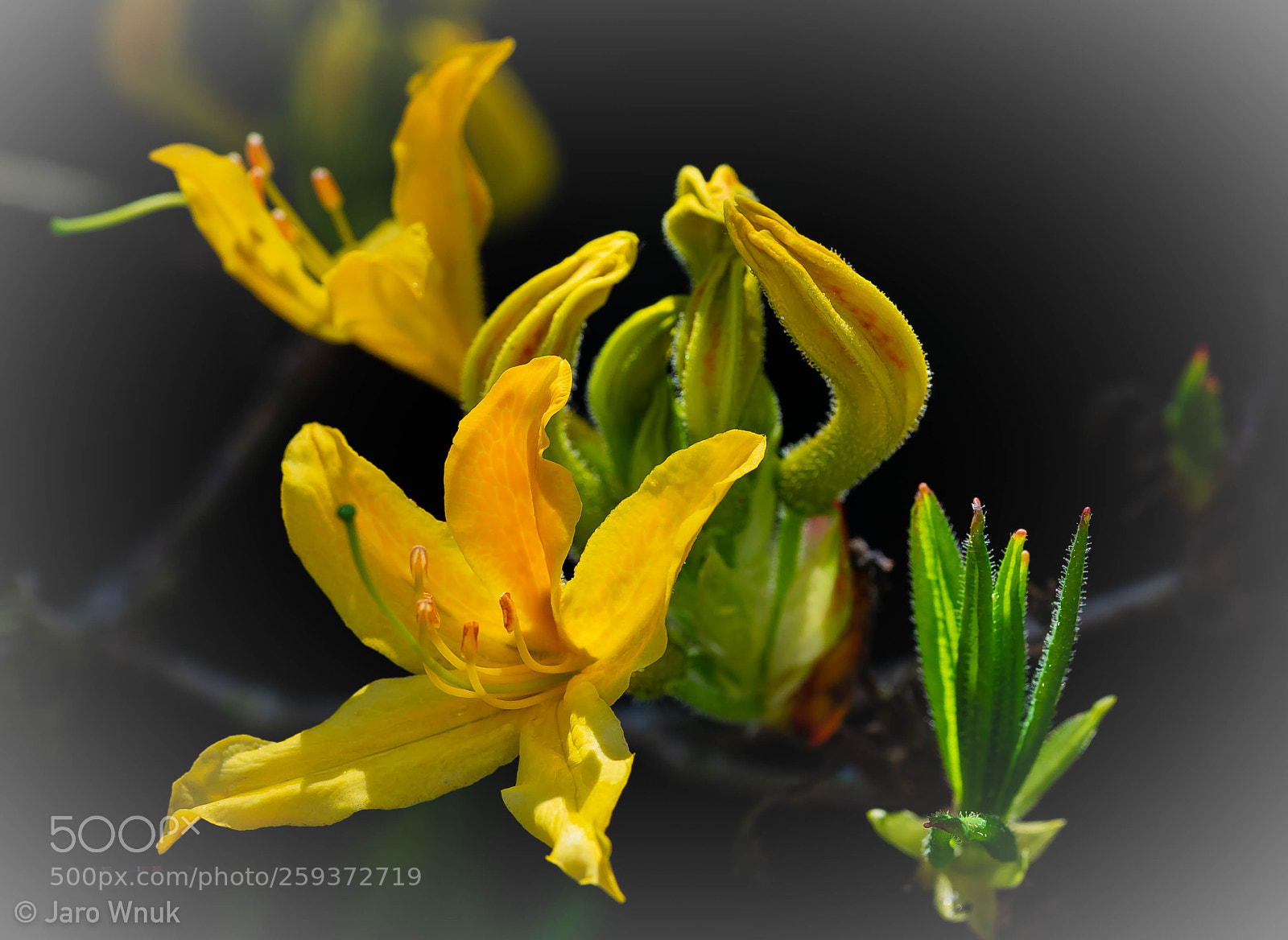 Sony a7 II sample photo. Blume photography