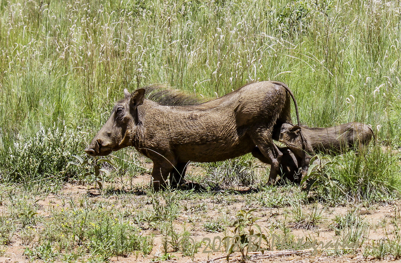 Canon EOS 500D (EOS Rebel T1i / EOS Kiss X3) sample photo. Warthog feeding station photography