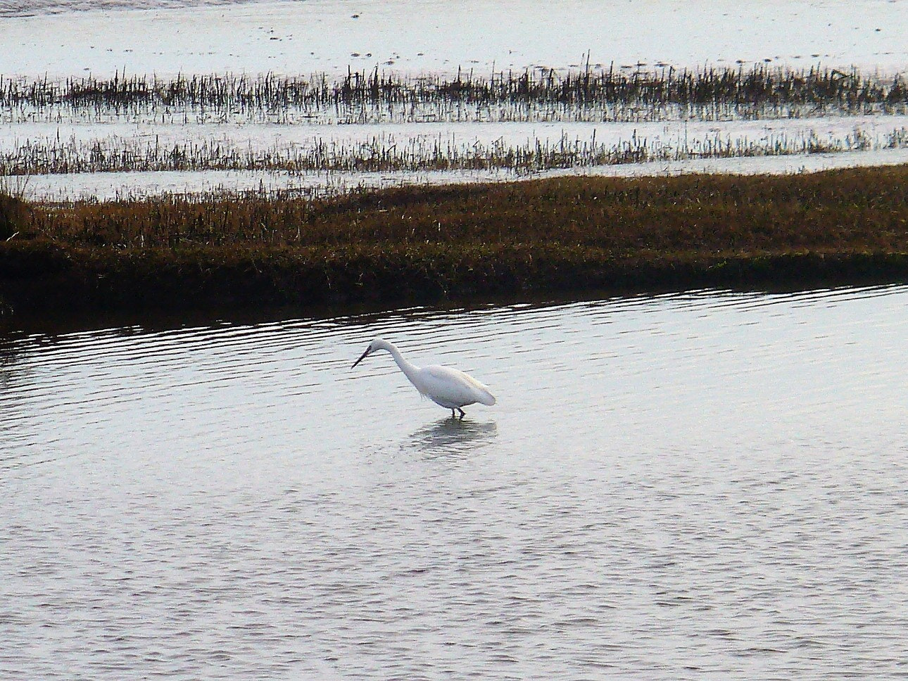 Panasonic DMC-LZ5 sample photo. Bassin d'arcachon (france) photography