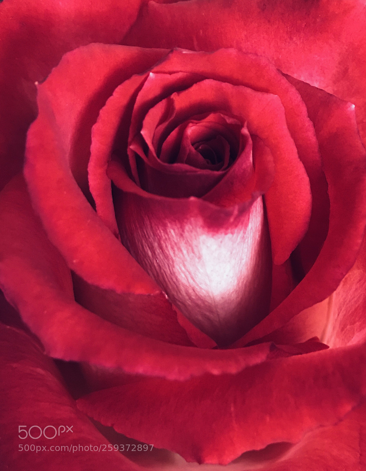 Apple iPhone 7 sample photo. Untitled photography