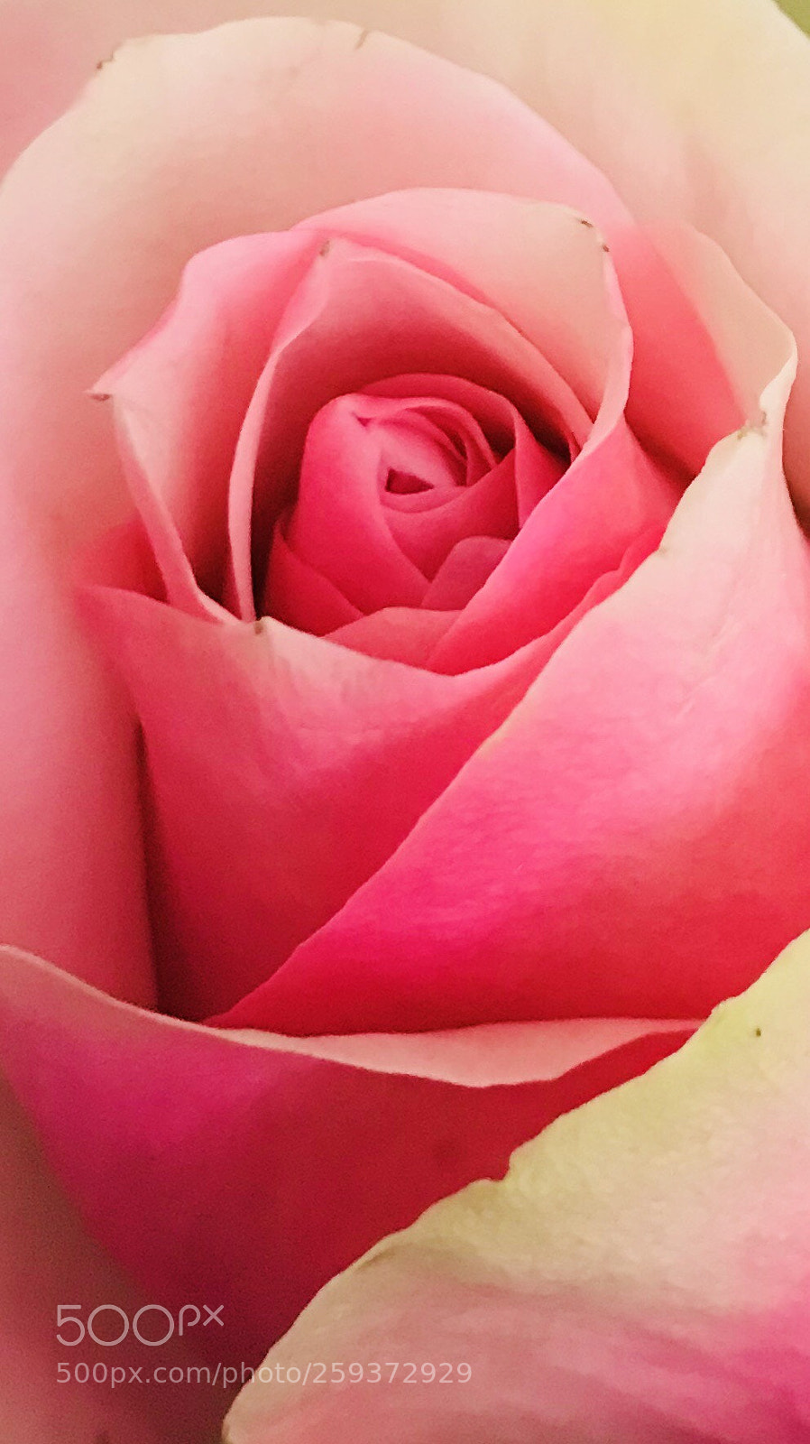 Apple iPhone 7 sample photo. Untitled photography