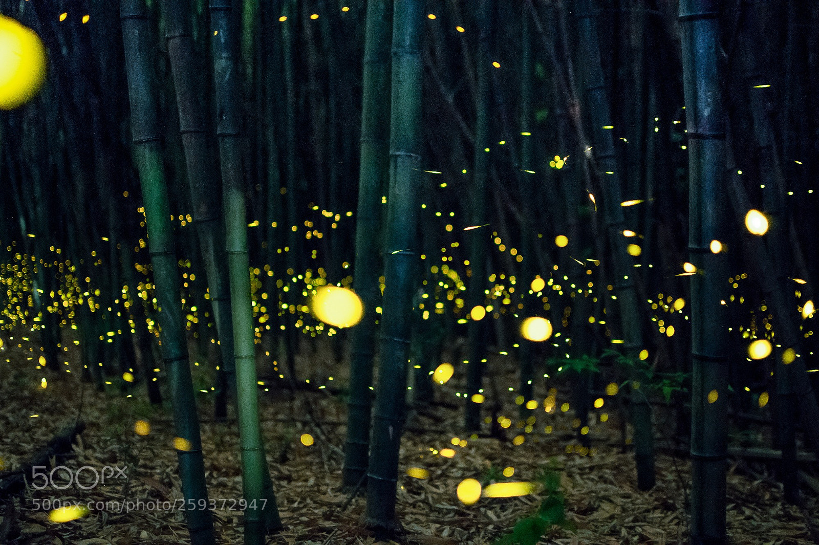 Nikon D850 sample photo. Firefly,lightning bug photography