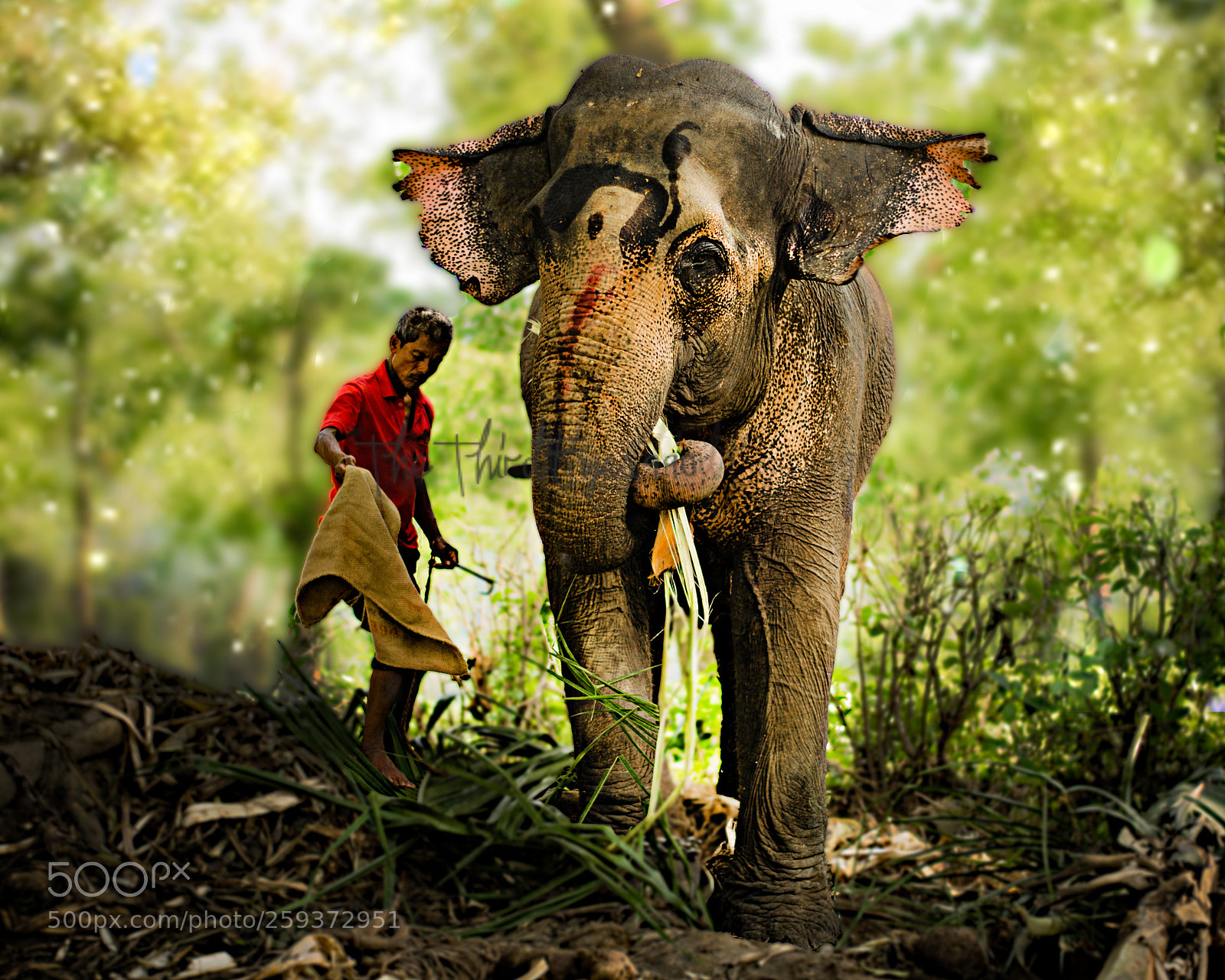 Nikon D5300 sample photo. The mighty tusker photography