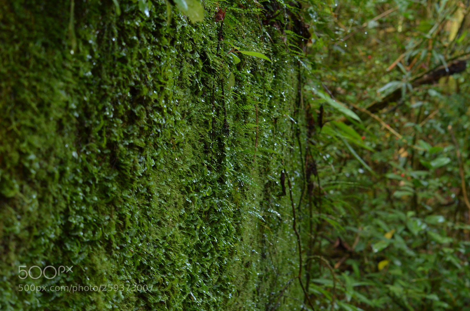 Nikon D7000 sample photo. Fhu photography