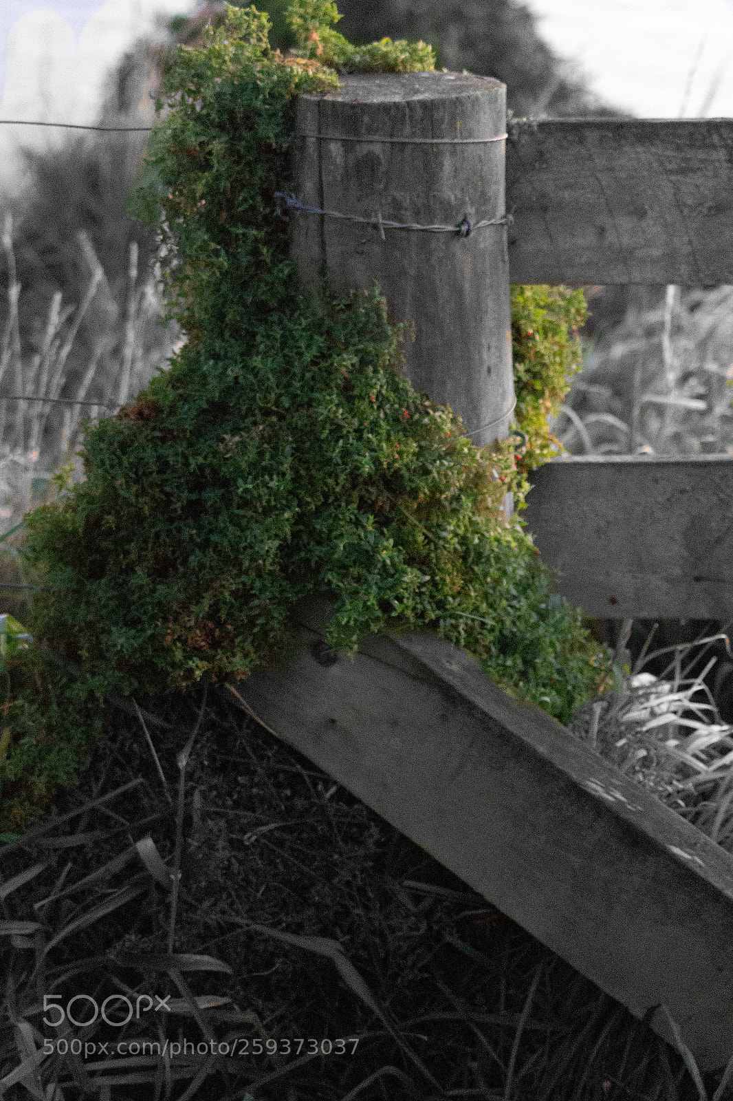 Canon EOS 700D (EOS Rebel T5i / EOS Kiss X7i) sample photo. Bush around fence photography