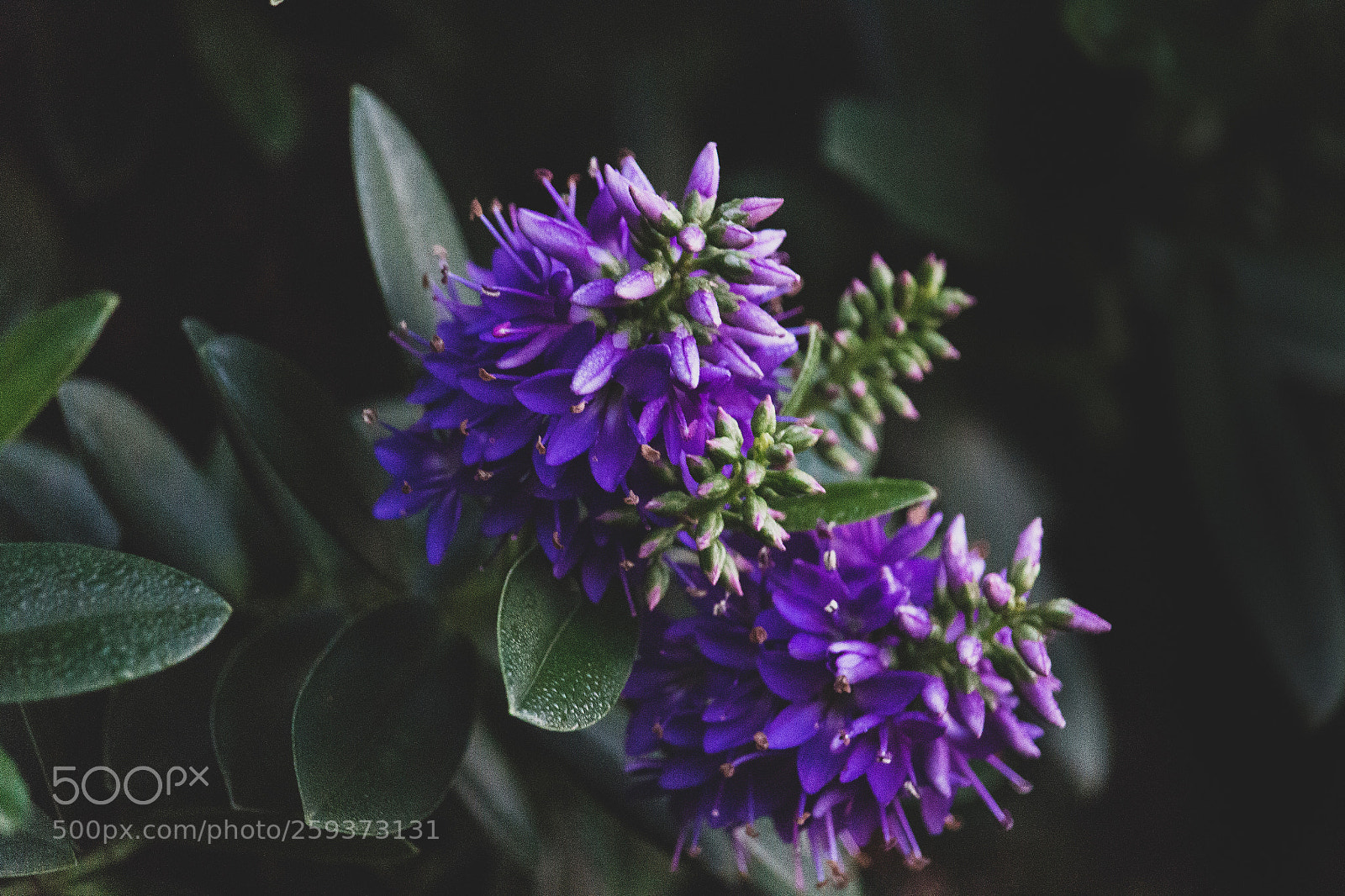 Canon EOS 700D (EOS Rebel T5i / EOS Kiss X7i) sample photo. Purple flower photography