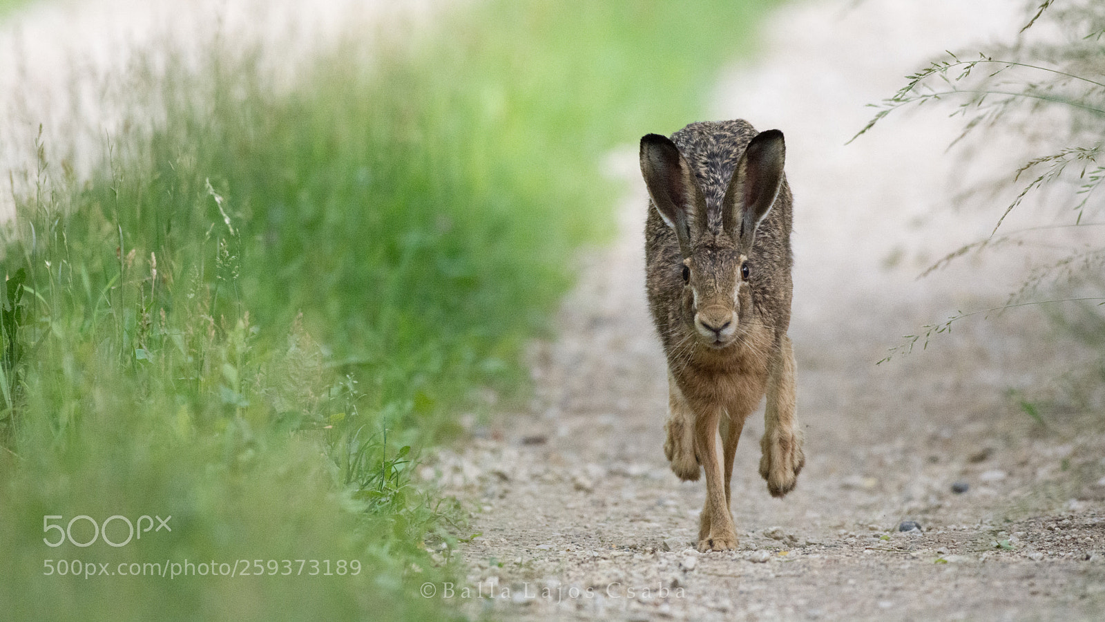 Nikon D7100 sample photo. Bunny in attack position :) photography