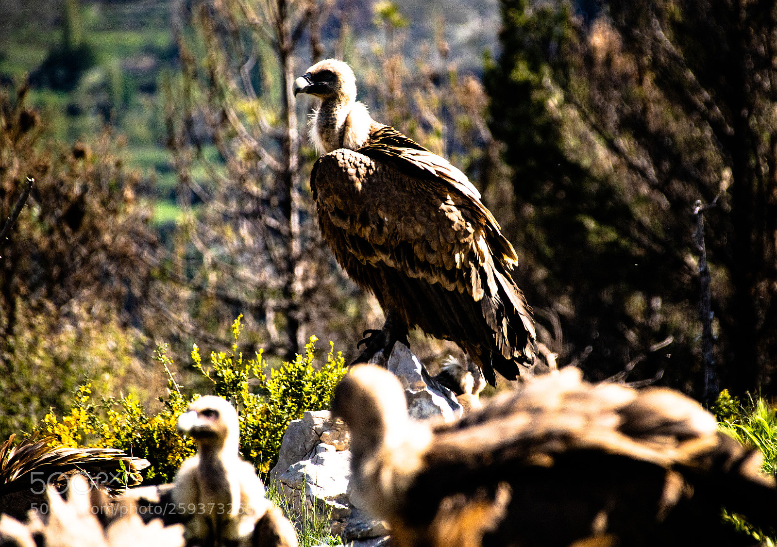 Canon EOS 7D Mark II sample photo. Vulture taking a rest photography
