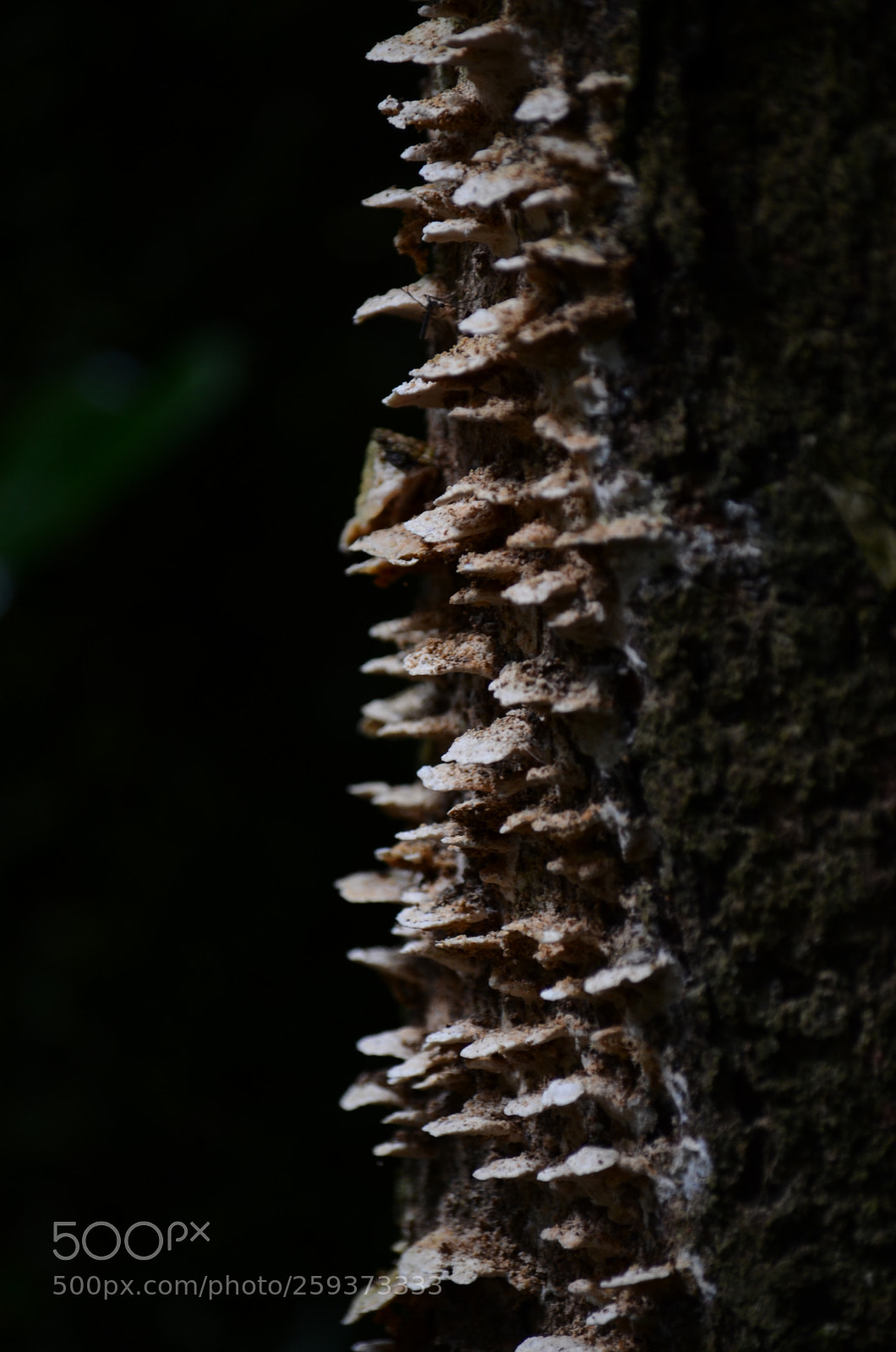 Nikon D7000 sample photo. Fhu photography