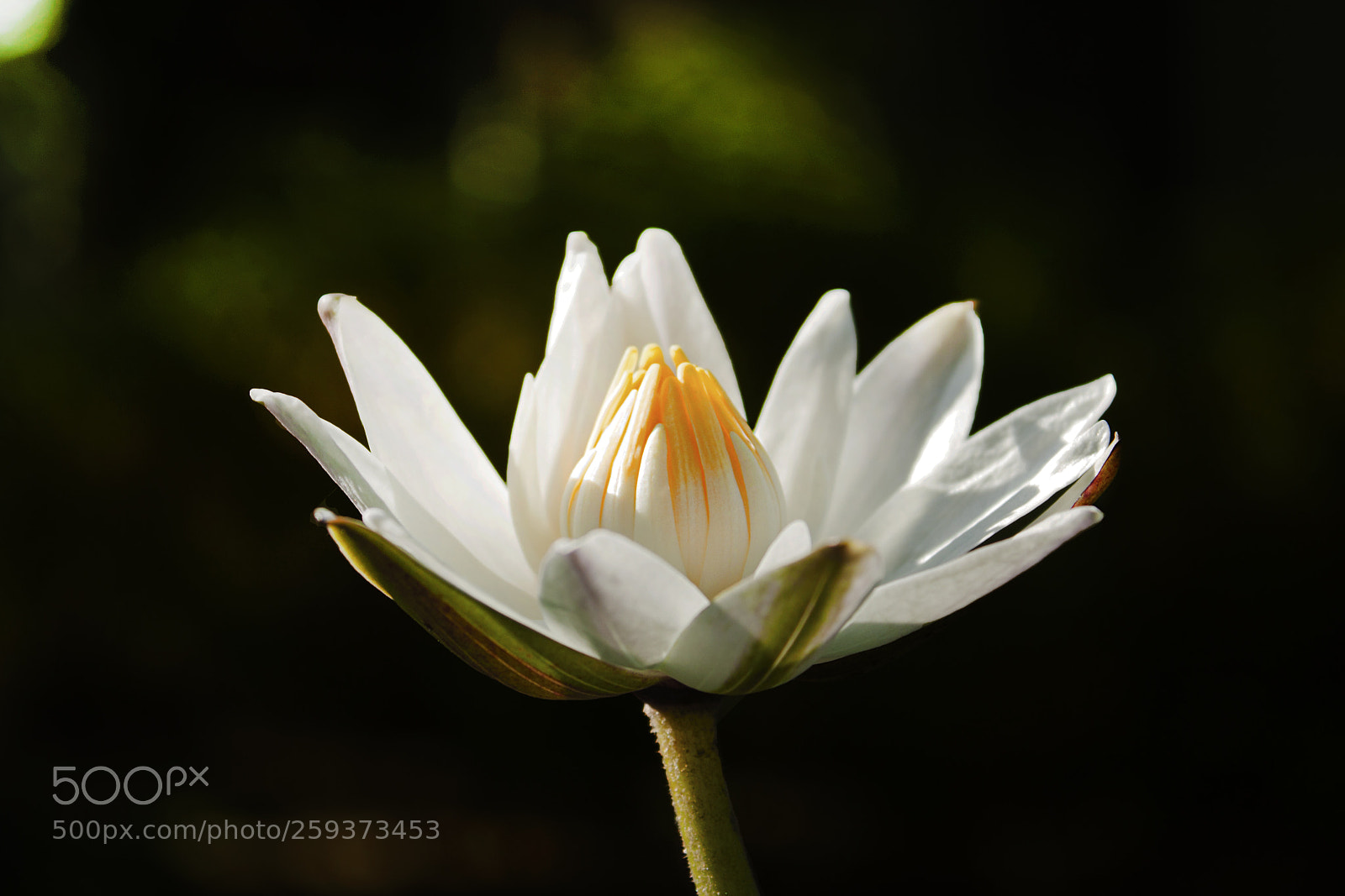 Canon EOS 500D (EOS Rebel T1i / EOS Kiss X3) sample photo. Summertime lotus photography