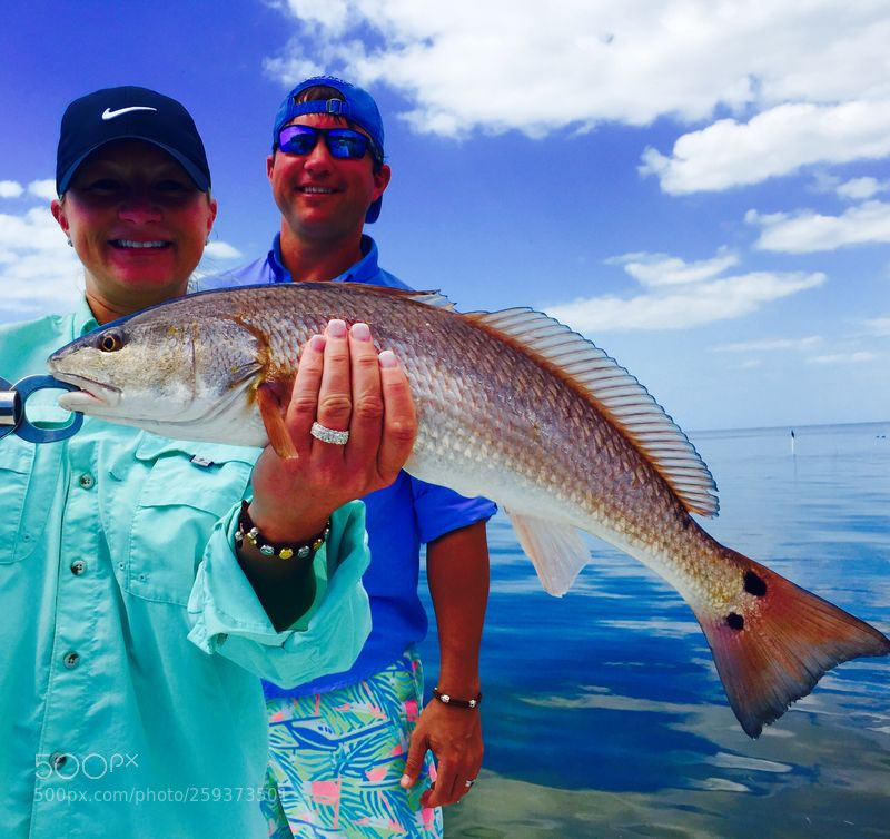 Apple iPhone 6 sample photo. Tampa bay florida fishing photography