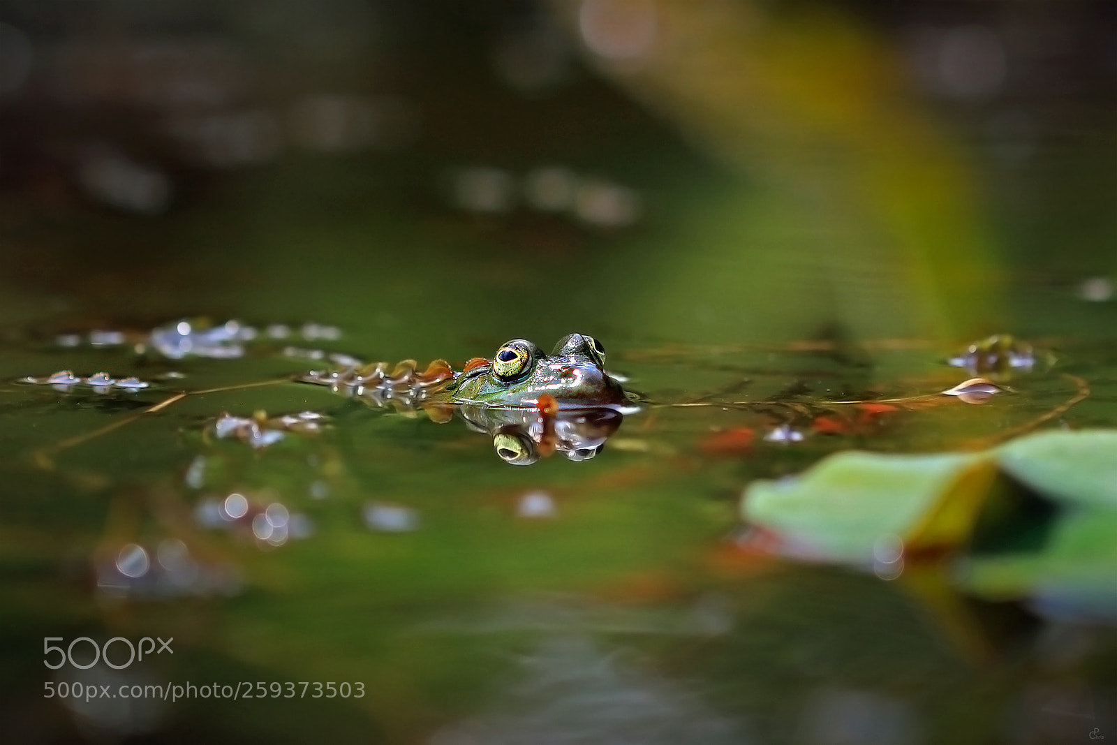 Canon EOS 5D Mark IV sample photo. Let's have a look... photography