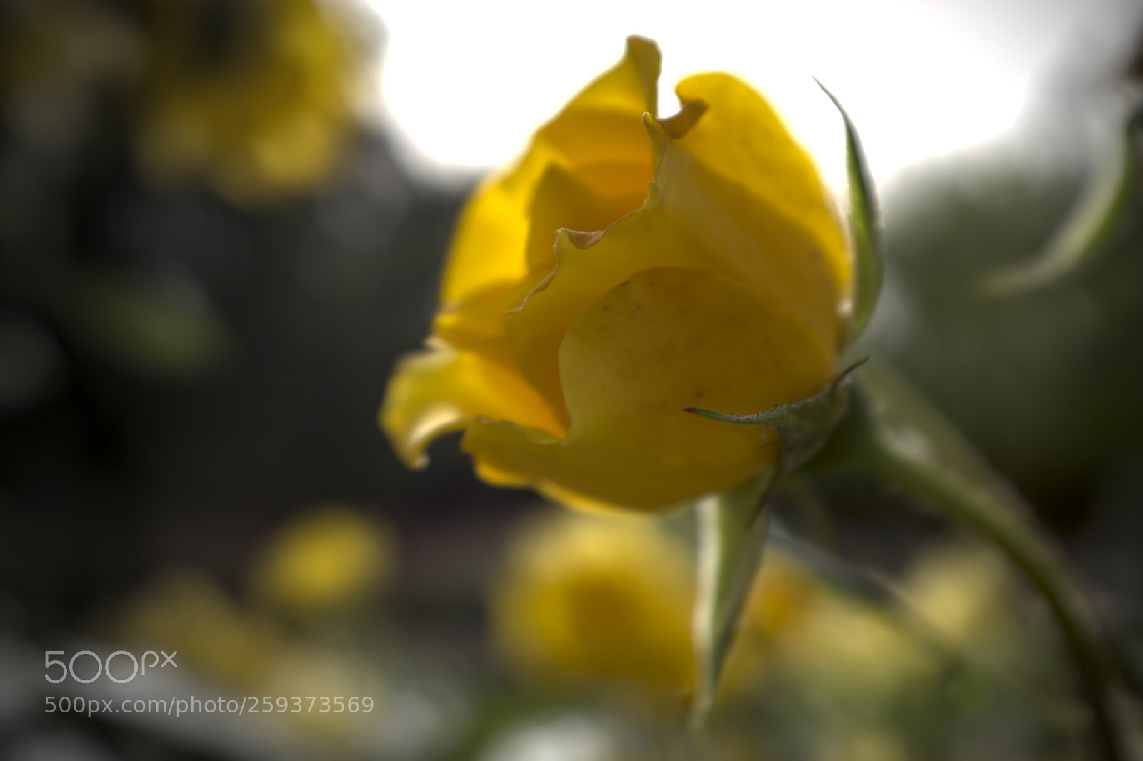 Fujifilm X100F sample photo. Rose photography