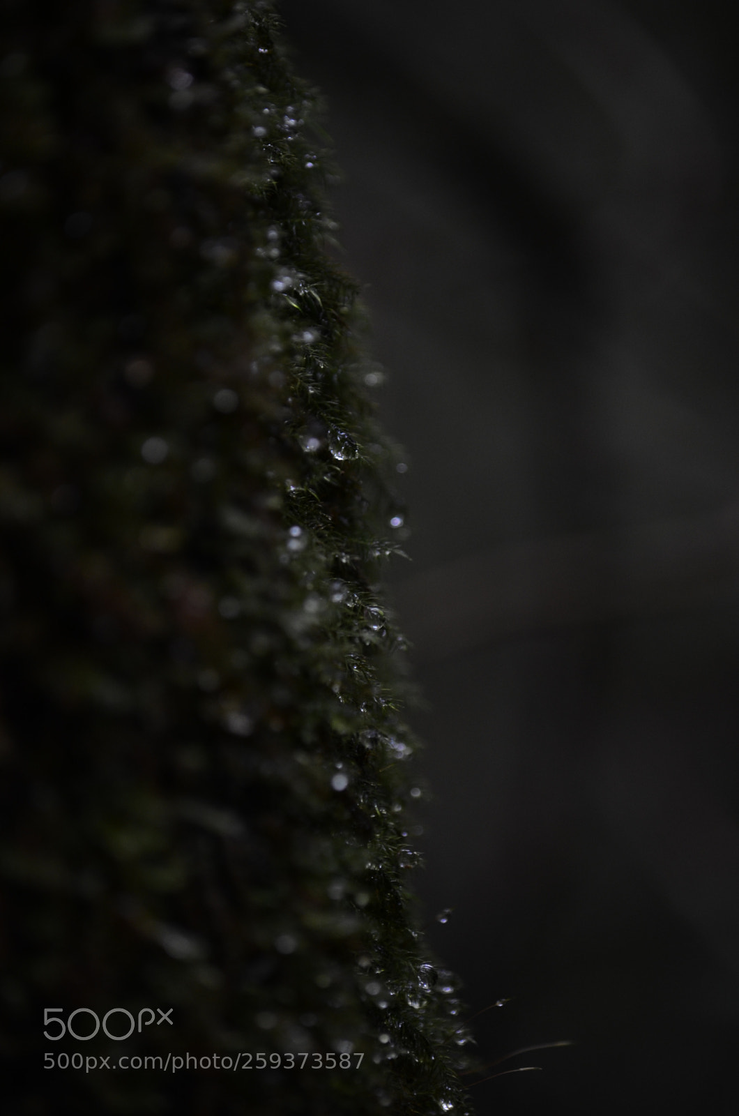 Nikon D7000 sample photo. Fhu photography