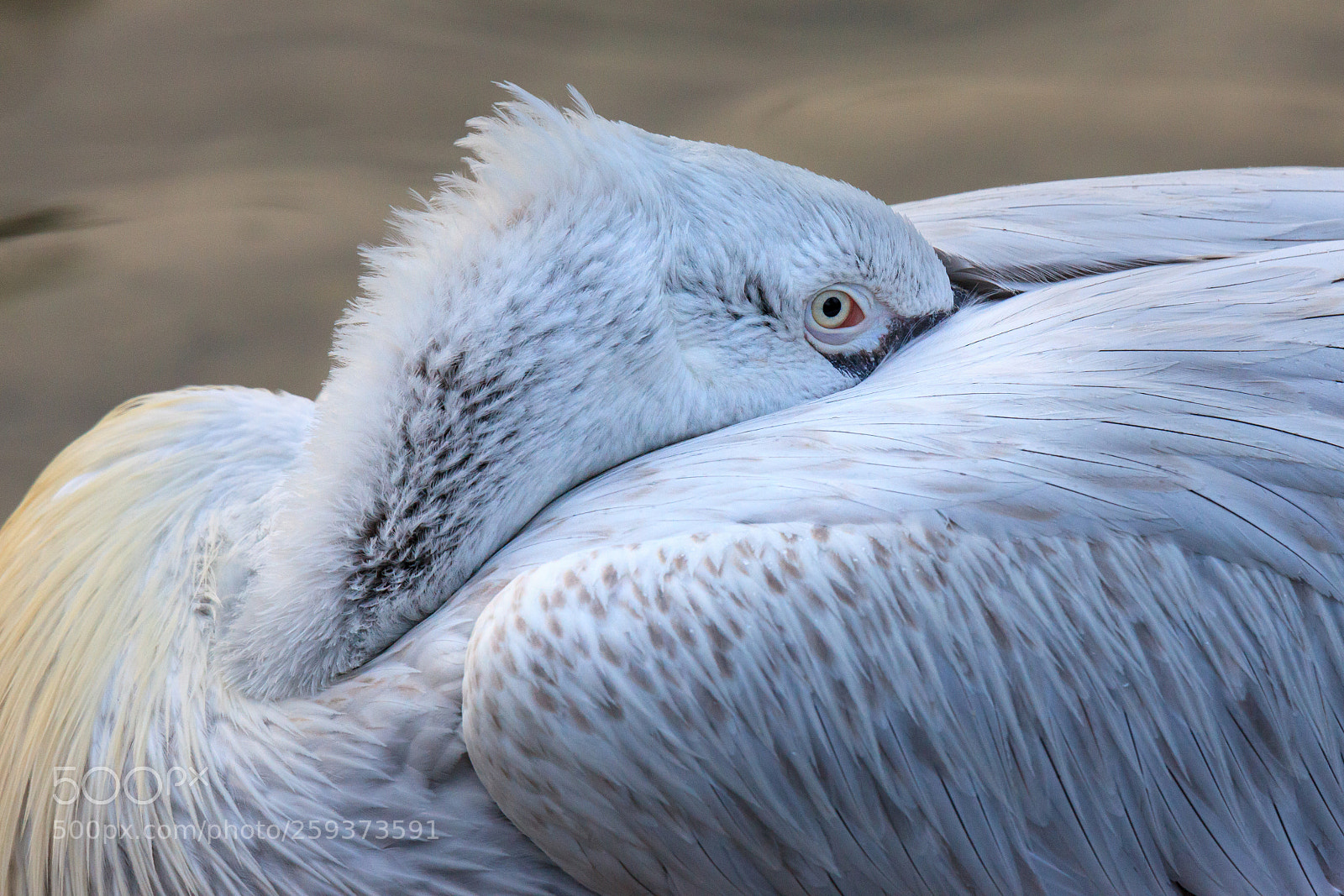 Canon EOS 5D Mark II sample photo. Resting grey pelican photography