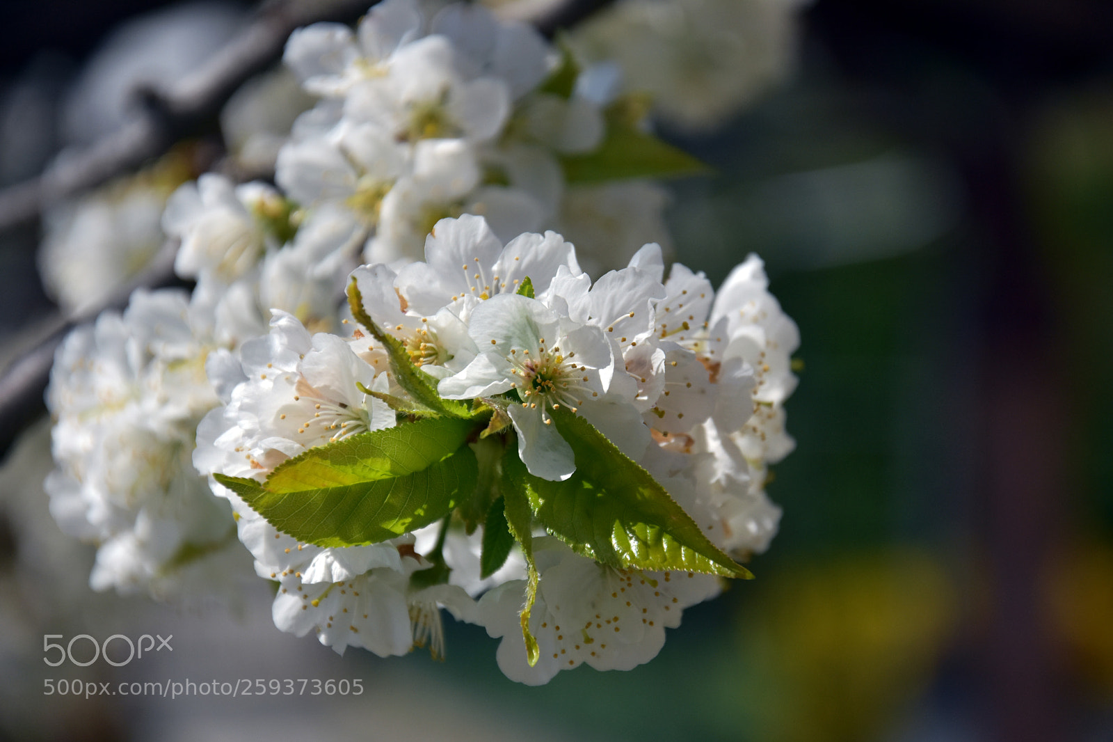 Nikon D3400 sample photo. Cherry blossom photography