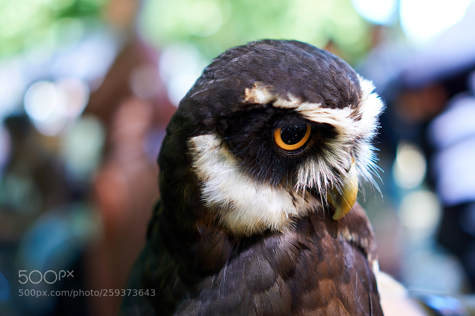 Sony a6000 sample photo. The calm owl photography