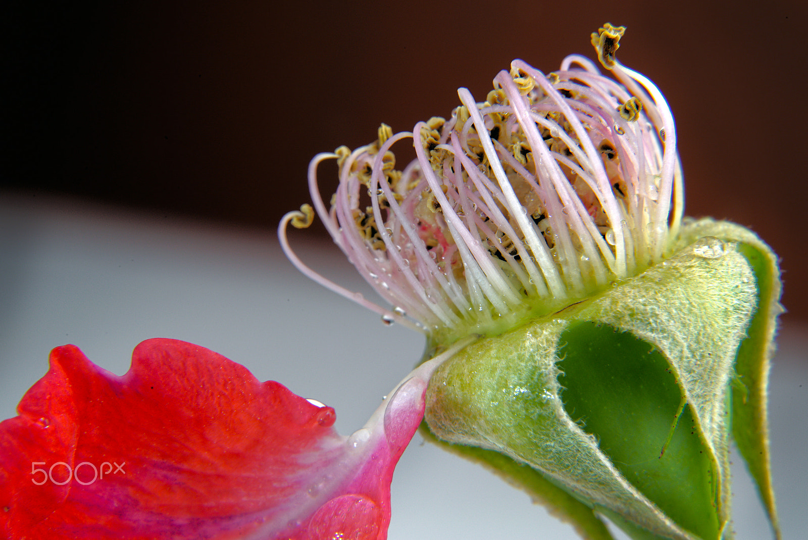 Sony a7S sample photo. Extreme close up photography