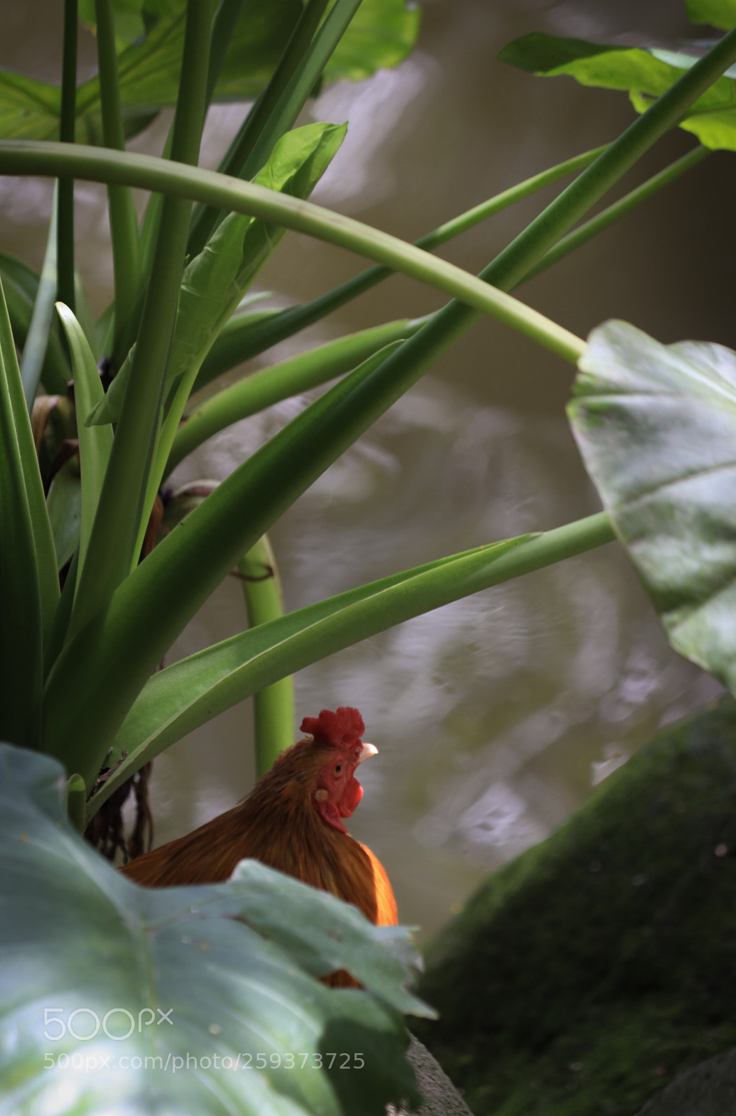 Canon EOS 800D (EOS Rebel T7i / EOS Kiss X9i) sample photo. Chicken photography