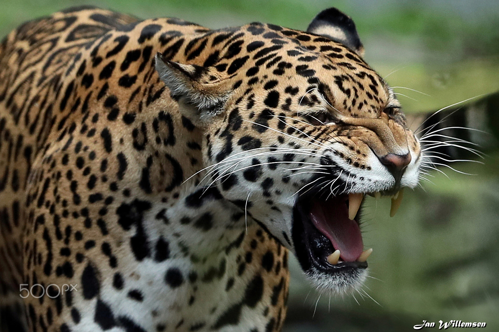 Canon EF 300mm F2.8L IS II USM sample photo. Jaguar photography