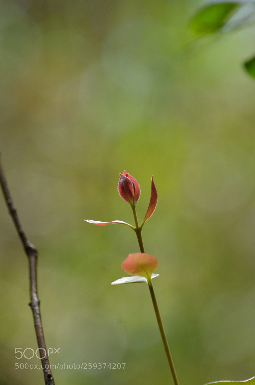 Nikon D7000 sample photo. Fhu photography