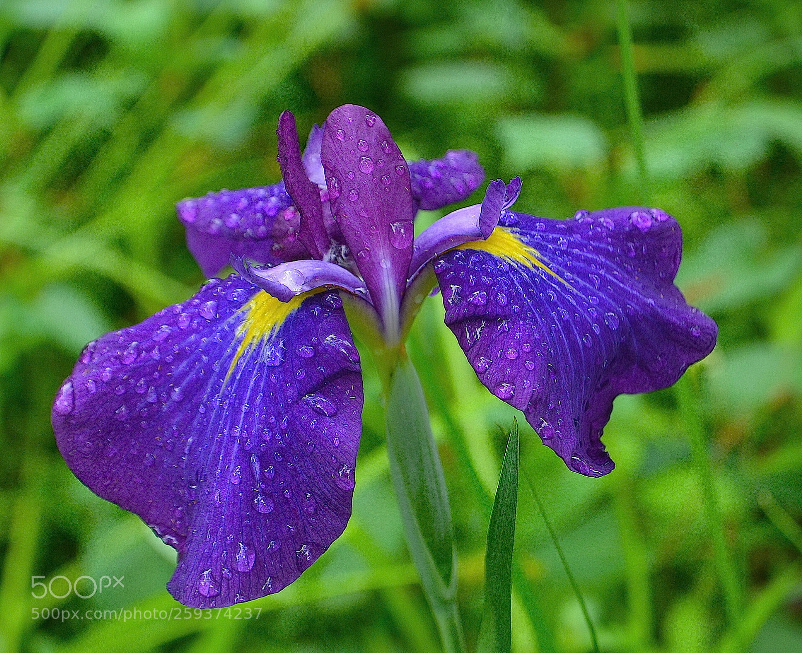 Nikon D5100 sample photo. Iris photography