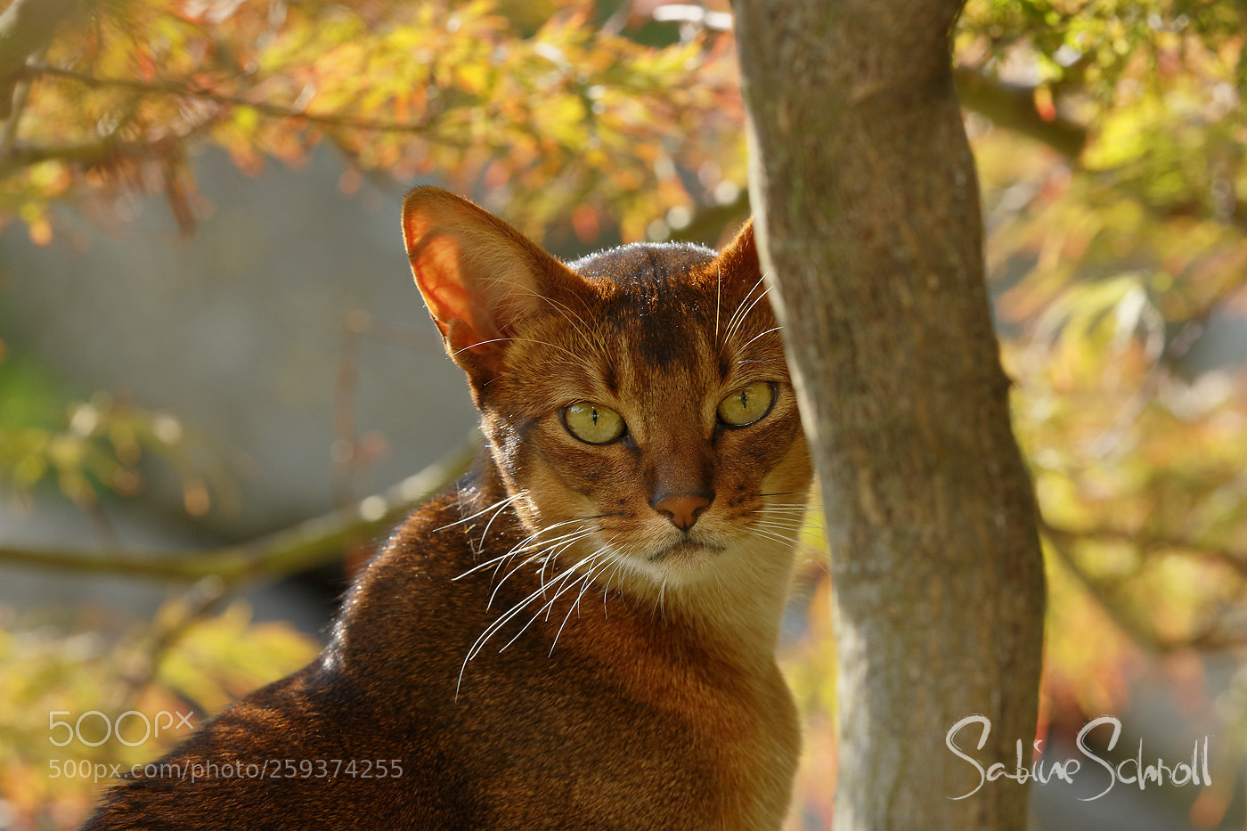 Canon EOS 7D Mark II sample photo. Cat portrait photography