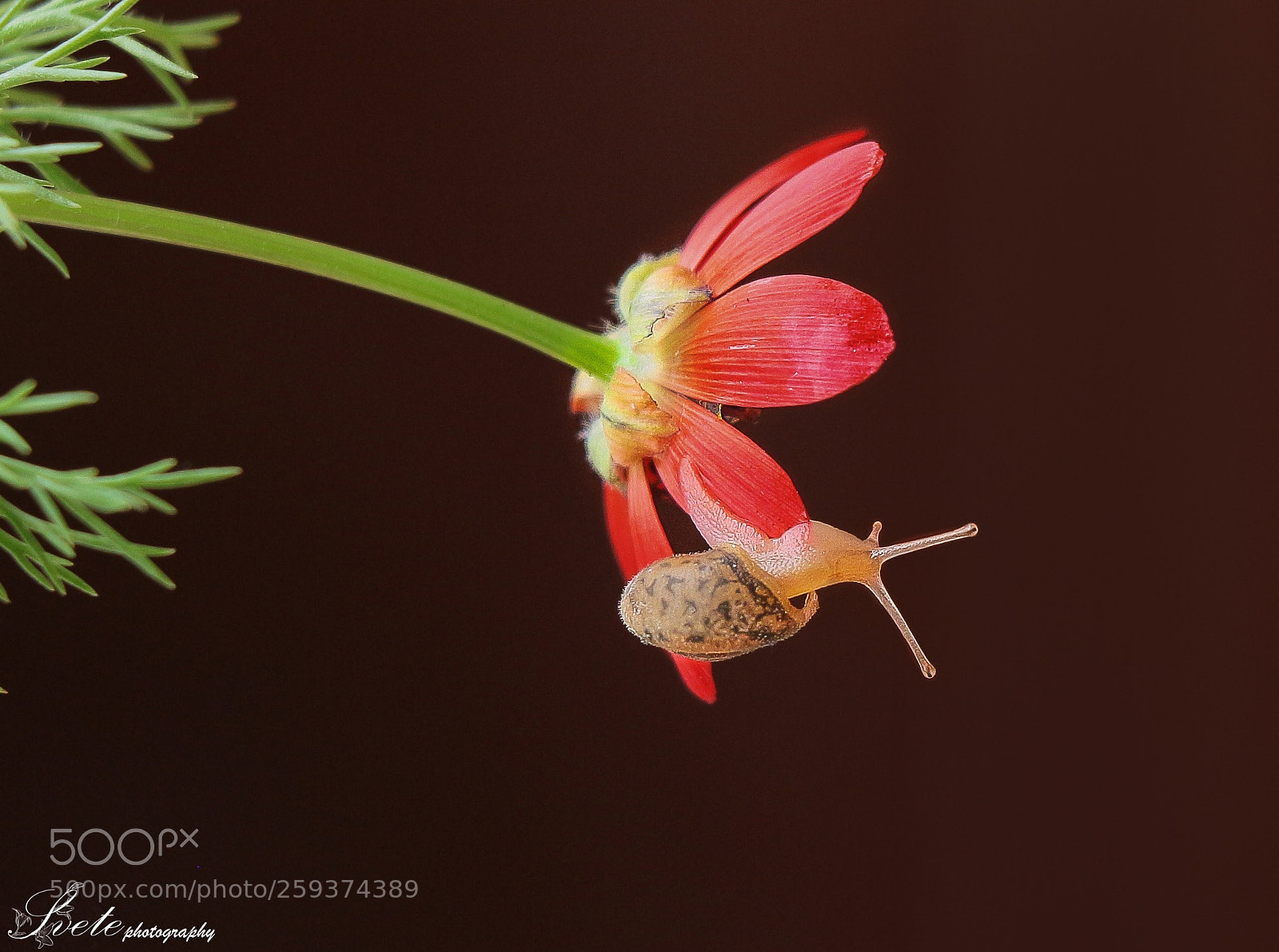 Canon EOS 700D (EOS Rebel T5i / EOS Kiss X7i) sample photo. Tiny snail photography
