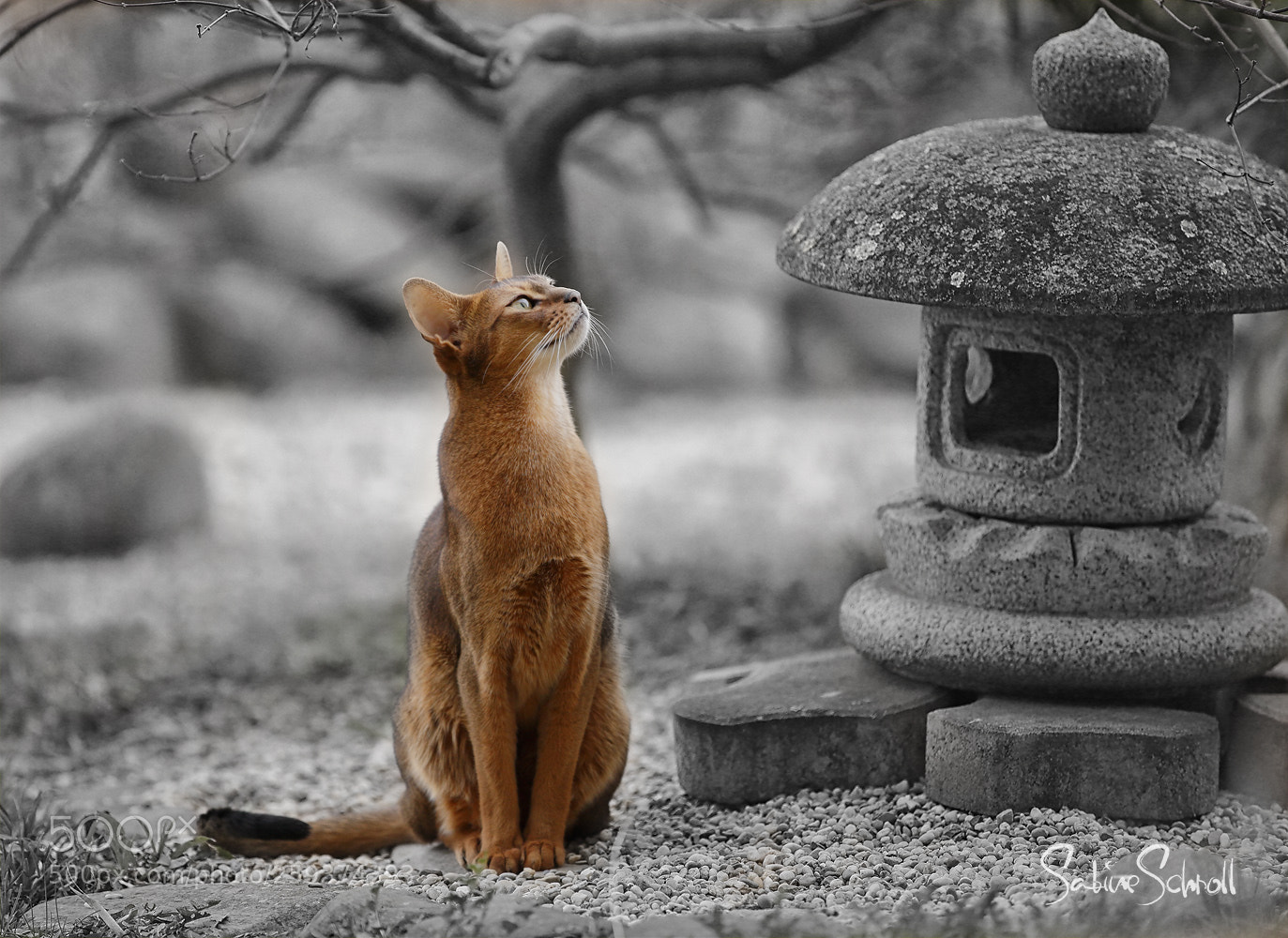 Canon EOS 6D sample photo. Cat portrait photography