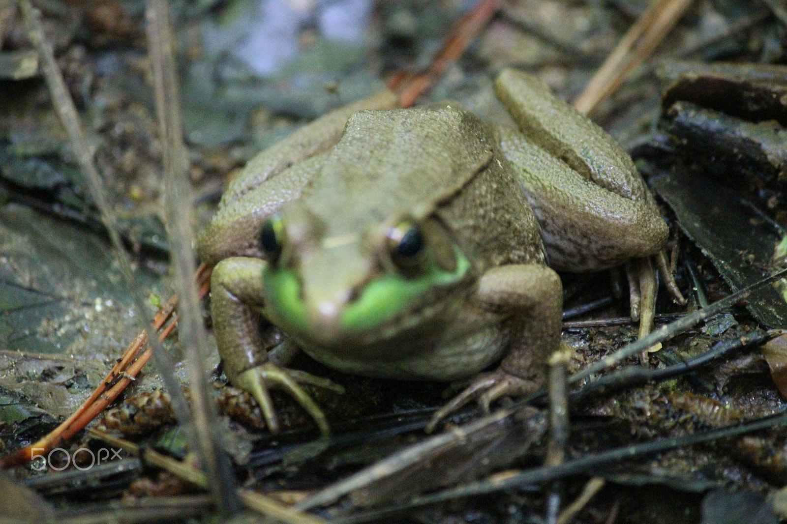 Canon EOS 700D (EOS Rebel T5i / EOS Kiss X7i) + Canon EF-S 55-250mm F4-5.6 IS sample photo. Just a frog photography