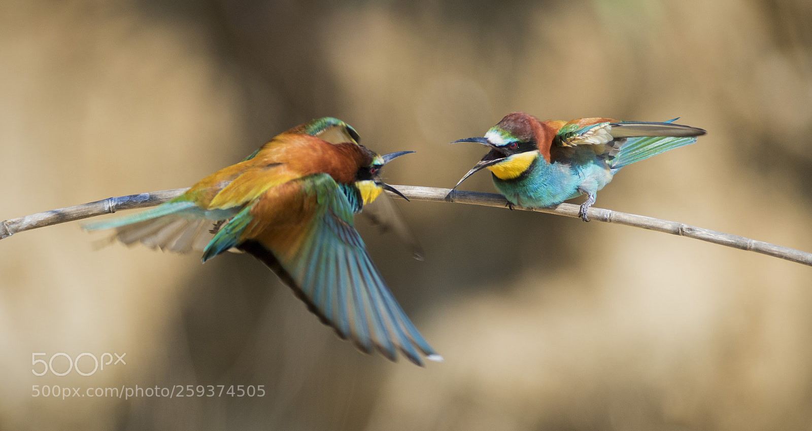 Canon EOS 7D Mark II sample photo. Fight for roost photography