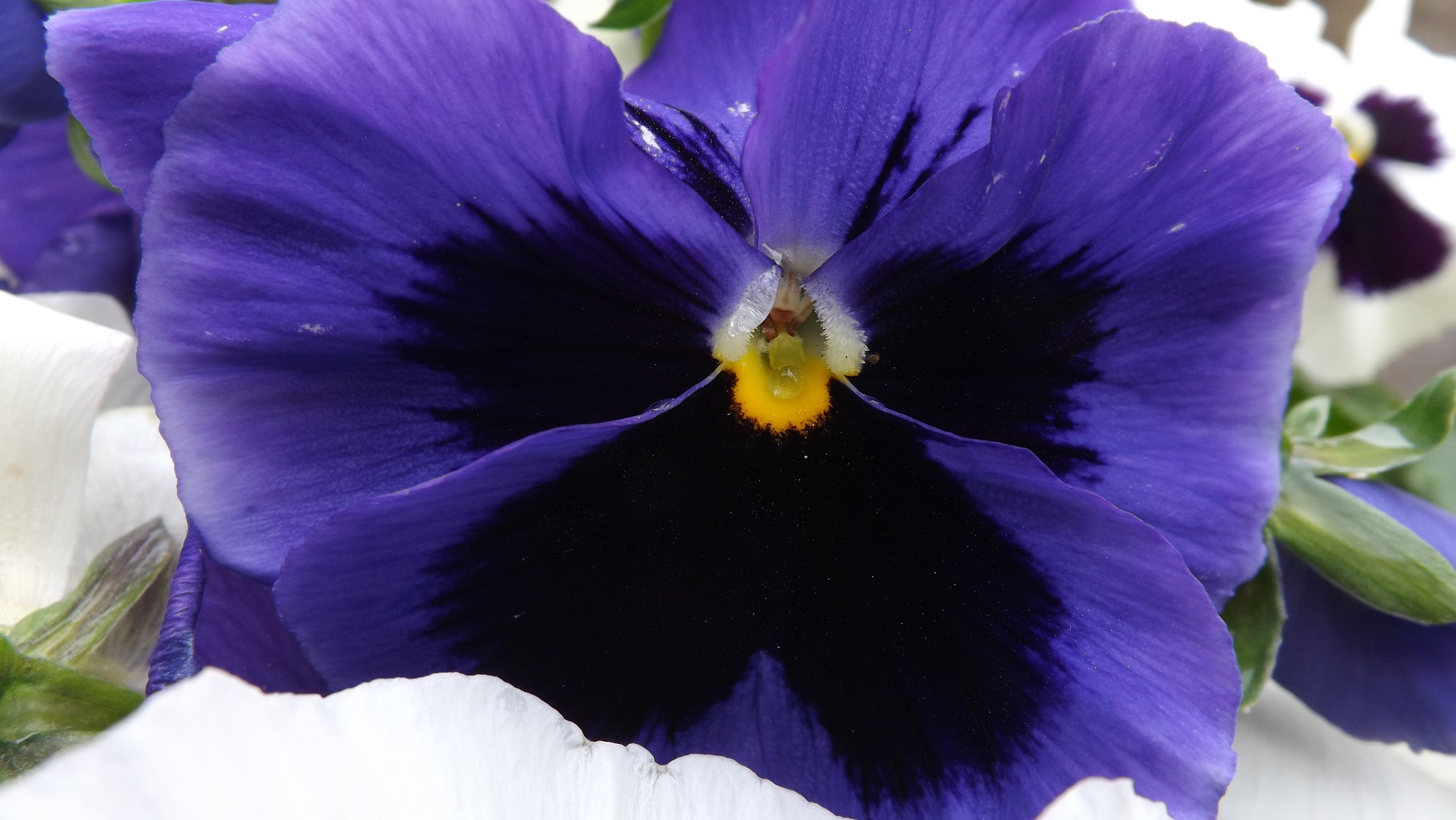 Fujifilm FinePix S4500 sample photo. Wonderfull photography