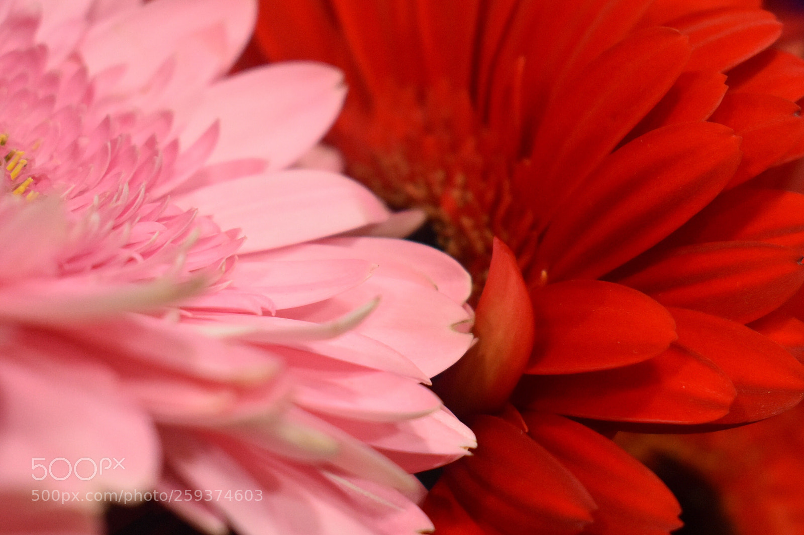 Nikon D3400 sample photo. A splash of gerbera photography
