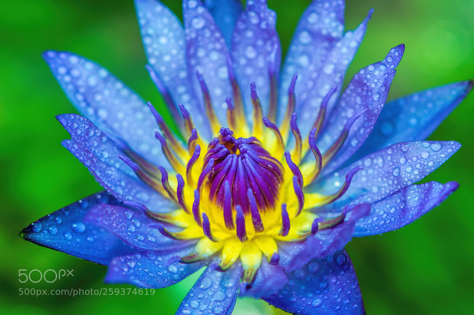 Nikon D3200 sample photo. Wet and wonderful photography