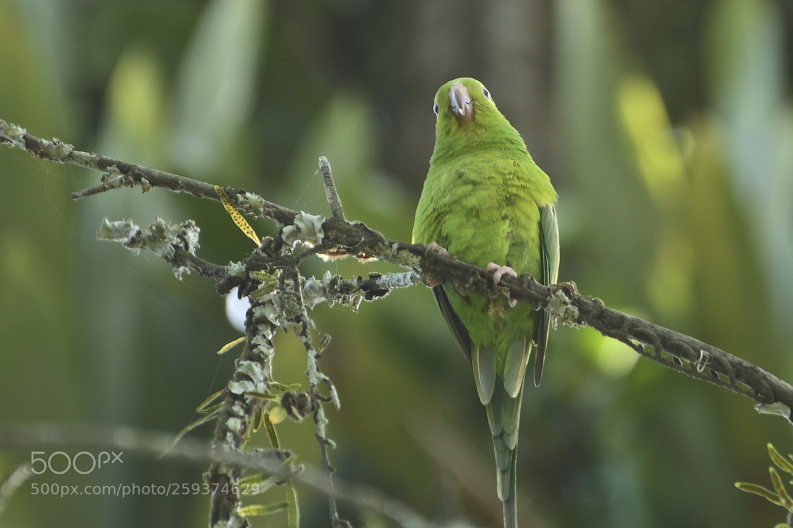 Nikon D7100 sample photo. Habitante da mata. photography