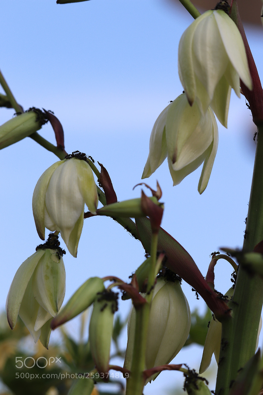 Canon EOS 800D (EOS Rebel T7i / EOS Kiss X9i) sample photo. Ants taking over flowers photography