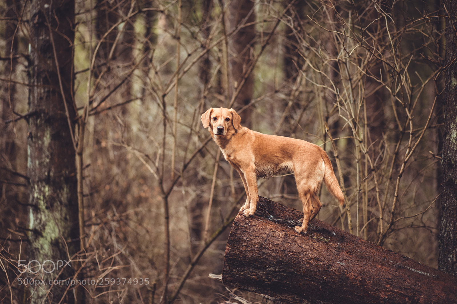 Canon EOS 5D Mark IV sample photo. In the woods photography